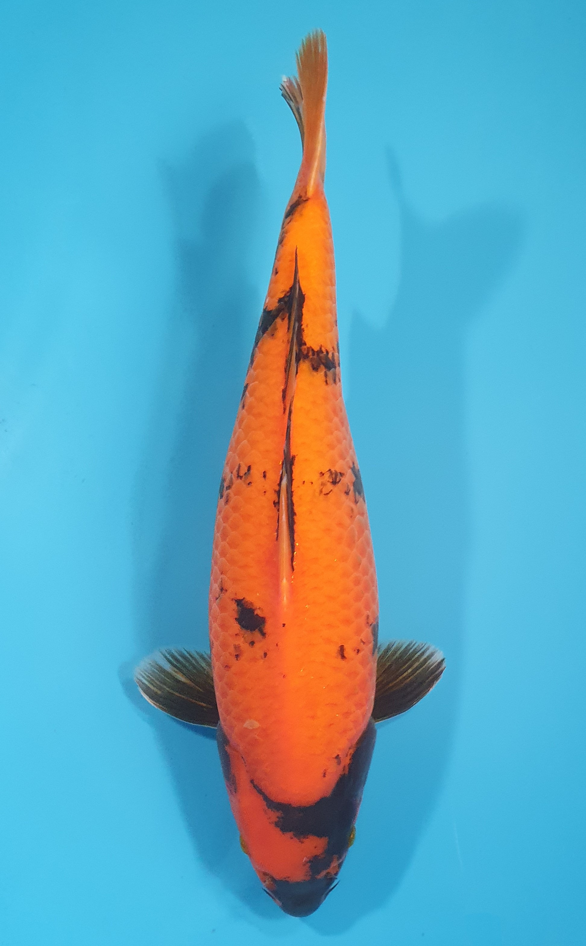 Hi Utsuri