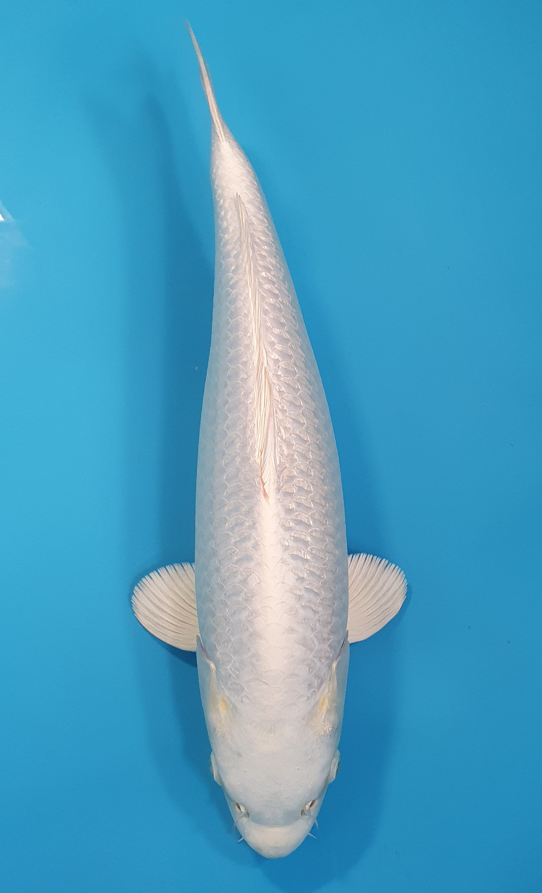 Purachina