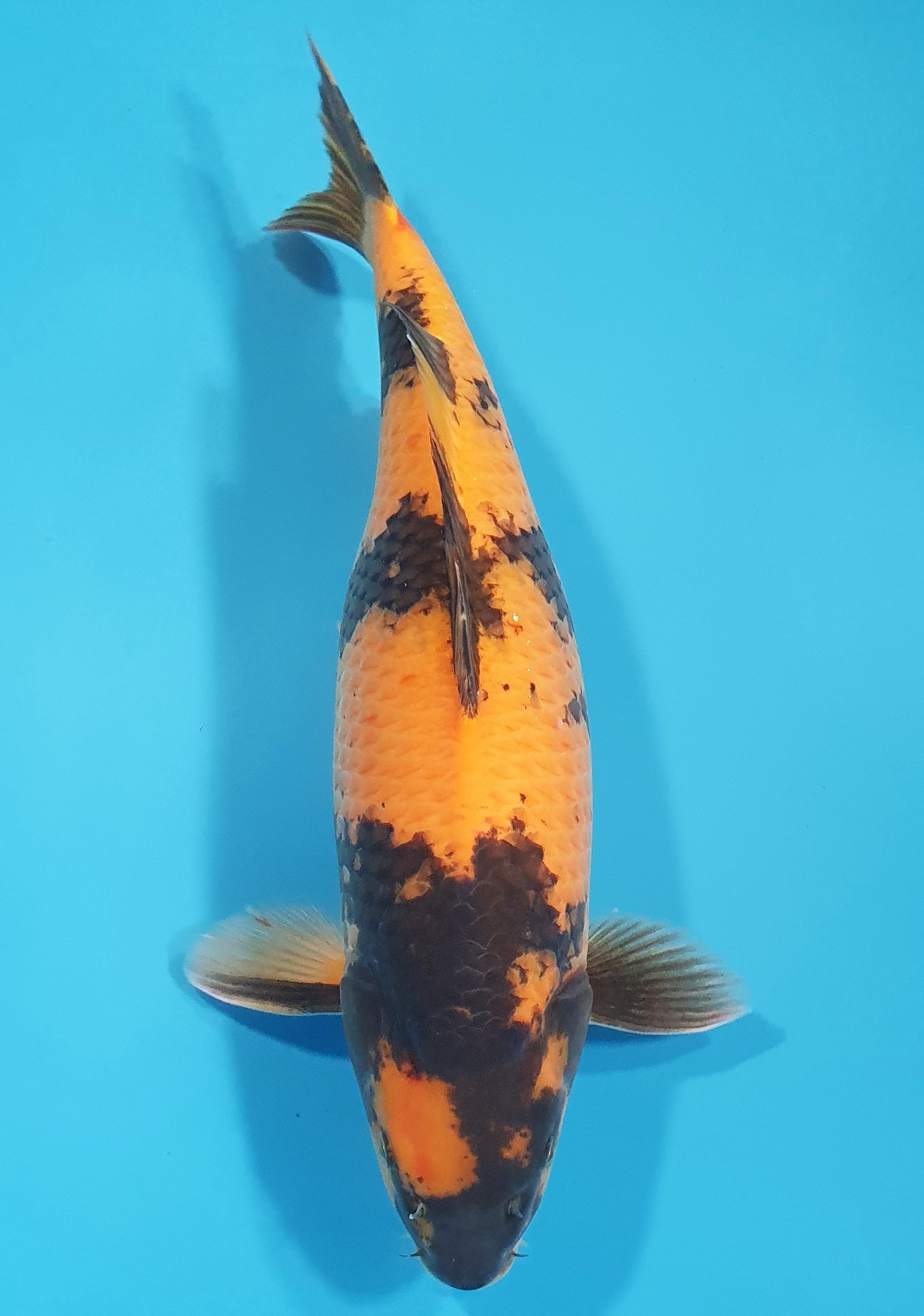 Hi Utsuri