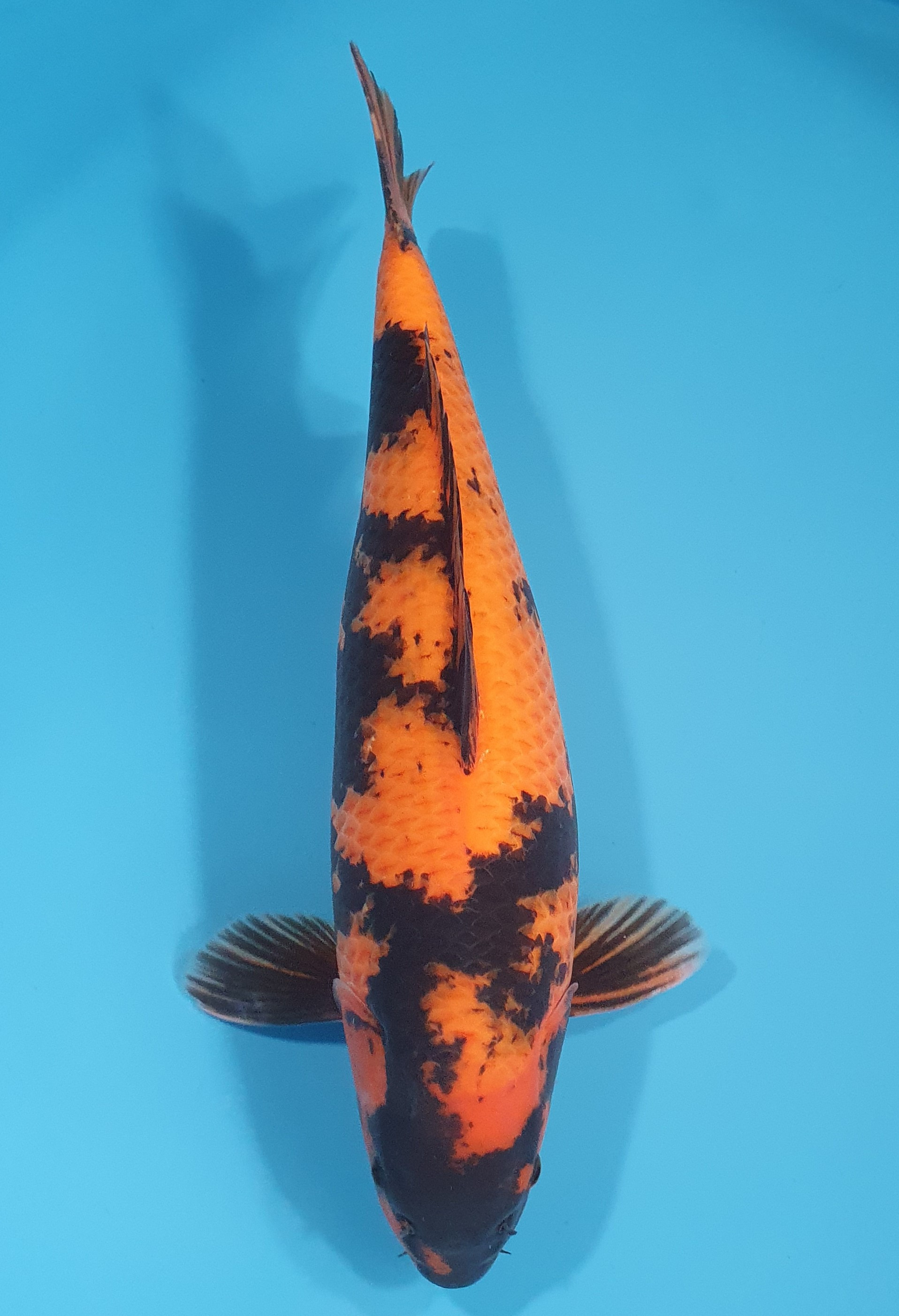 Hi Utsuri