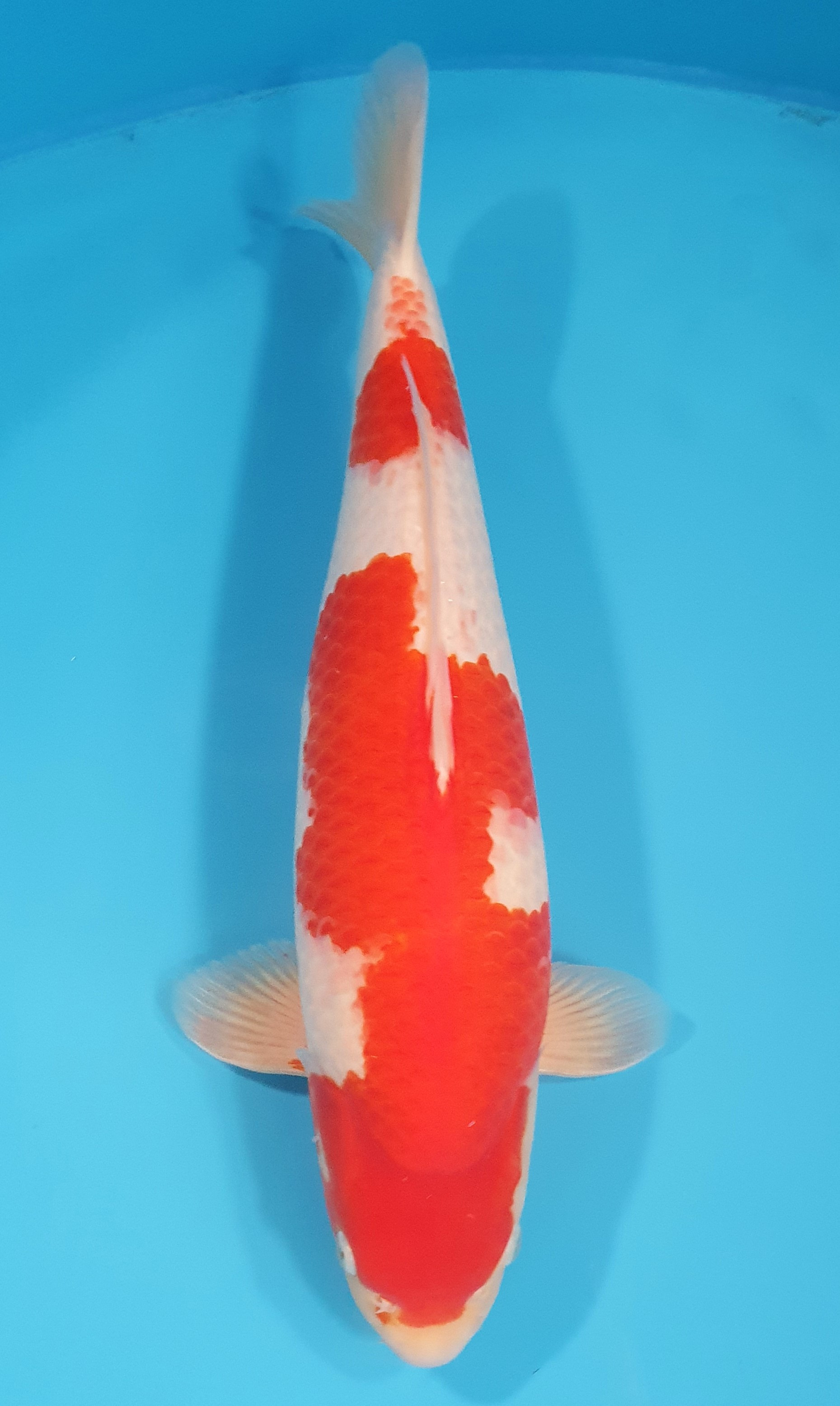 Kohaku 