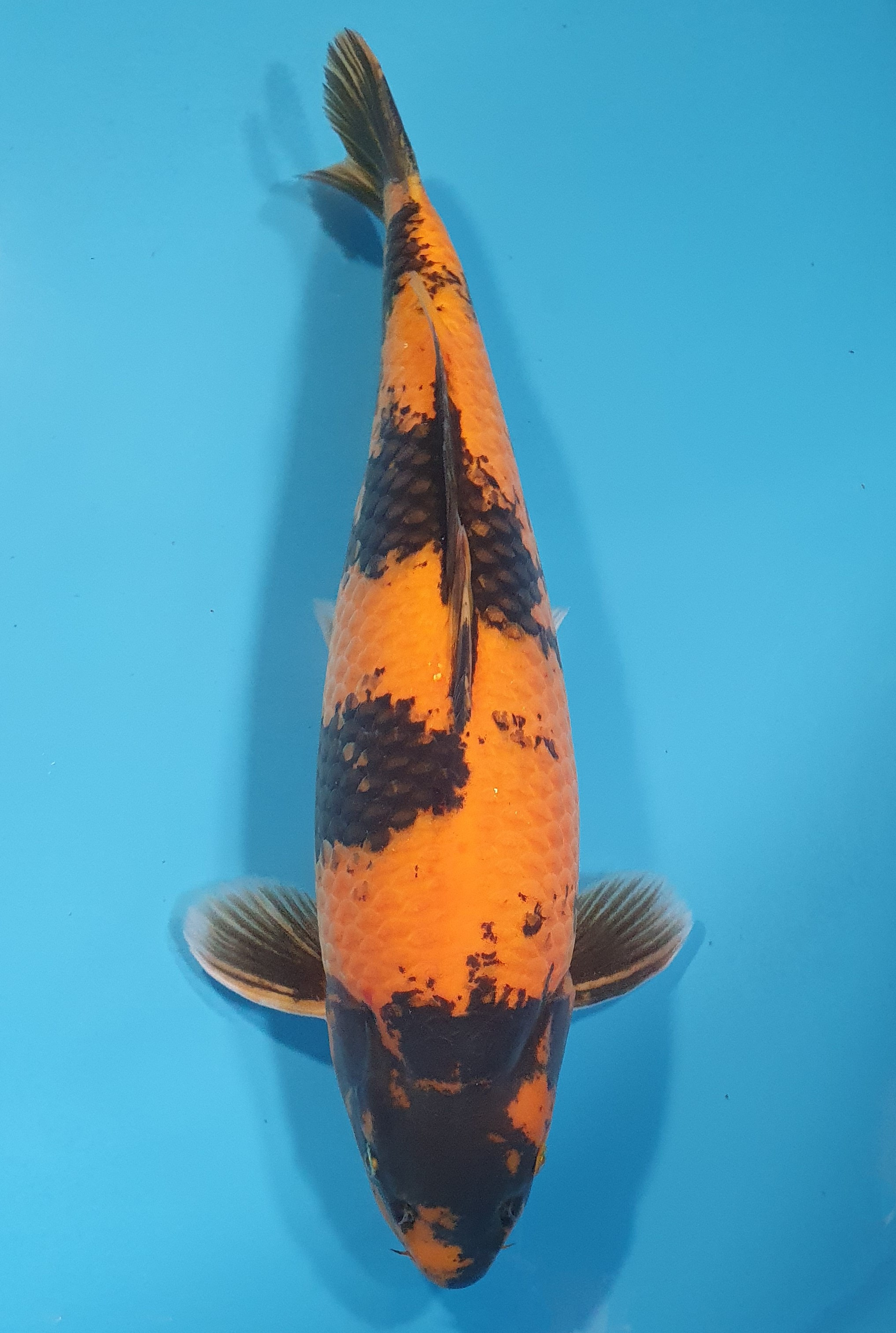 Hi Utsuri