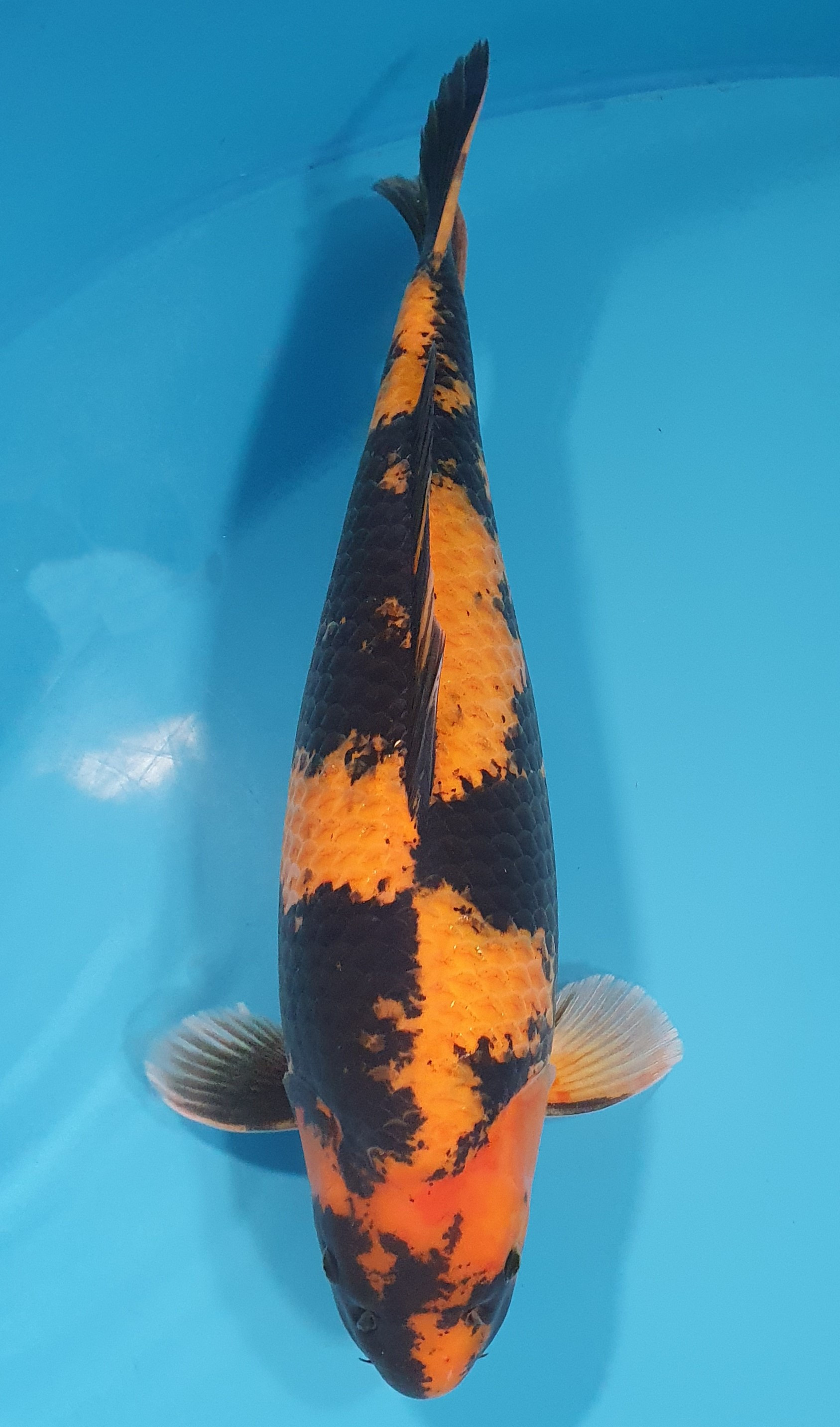 Hi Utsuri