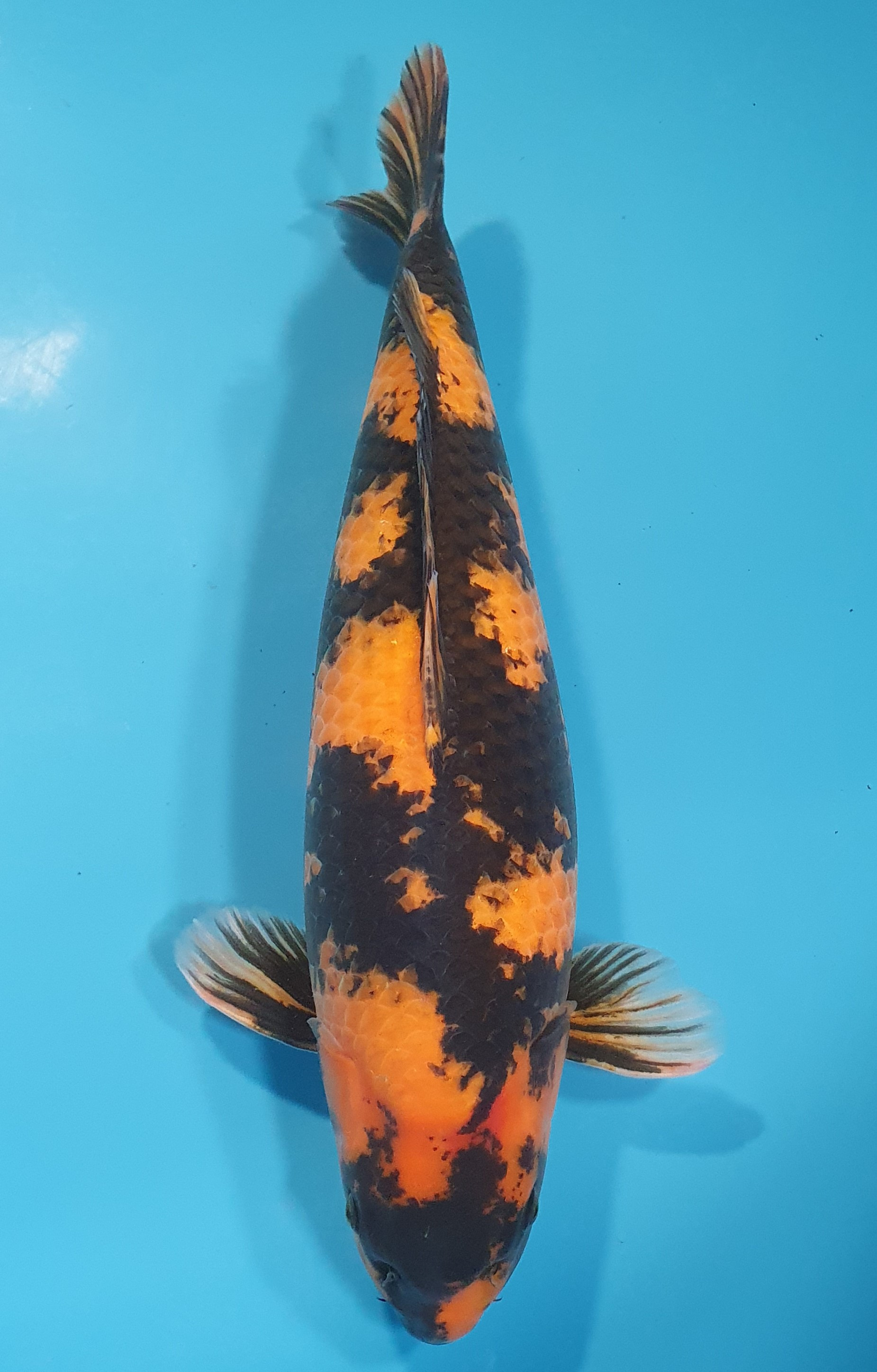 Hi Utsuri