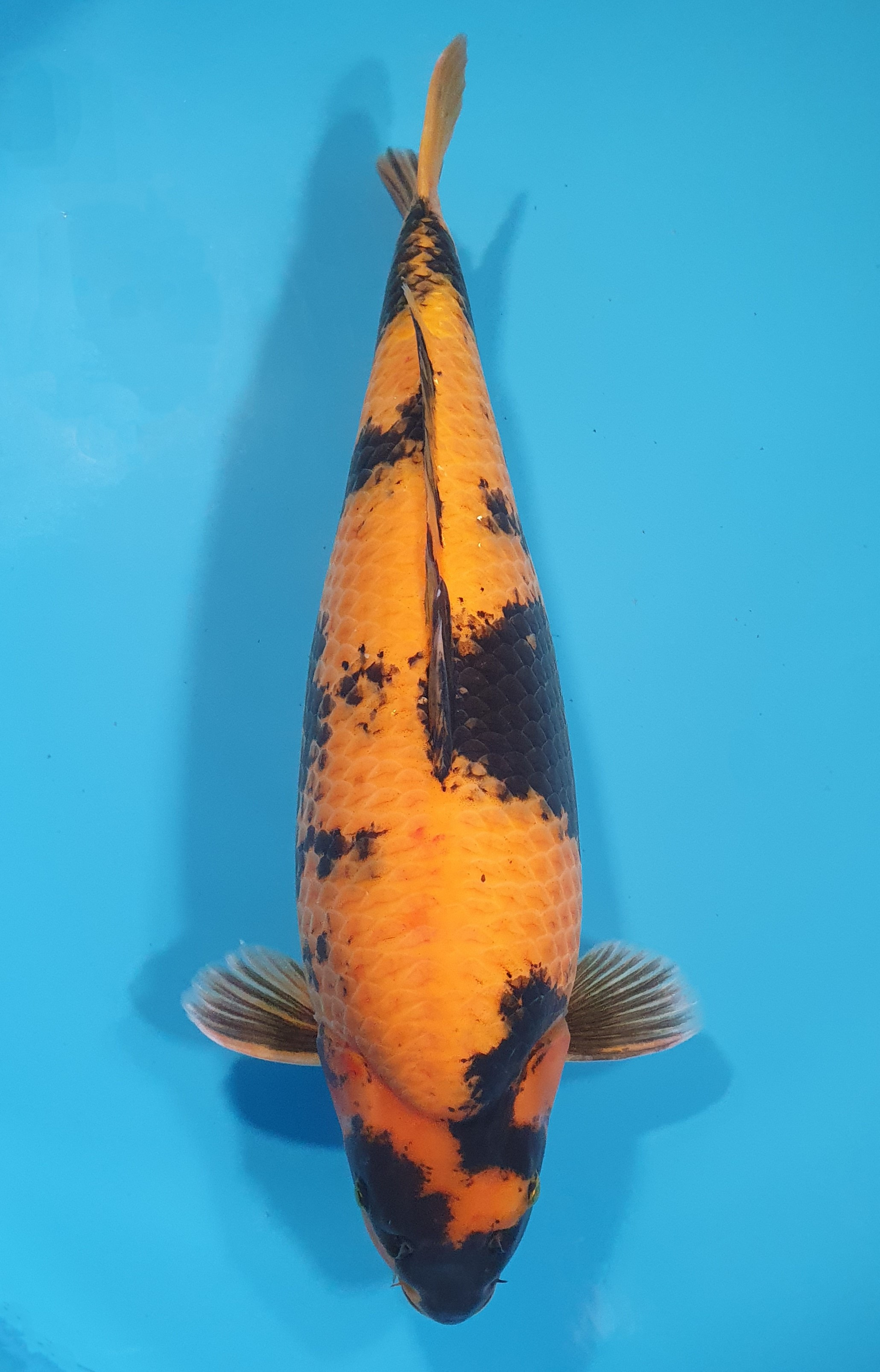 Hi Utsuri