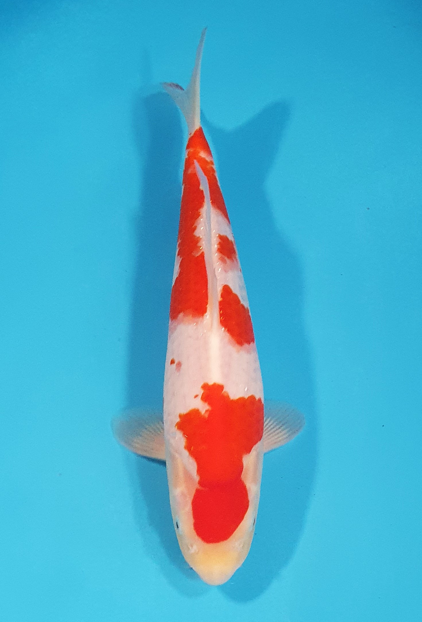 Kohaku