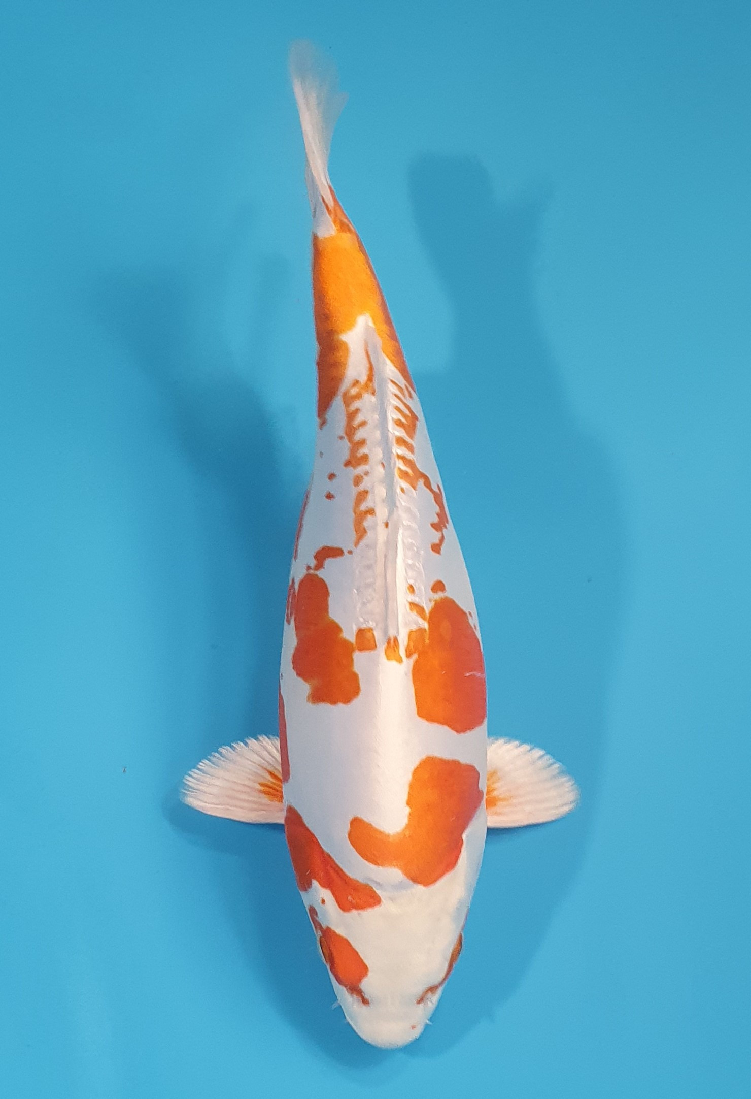Kikusui