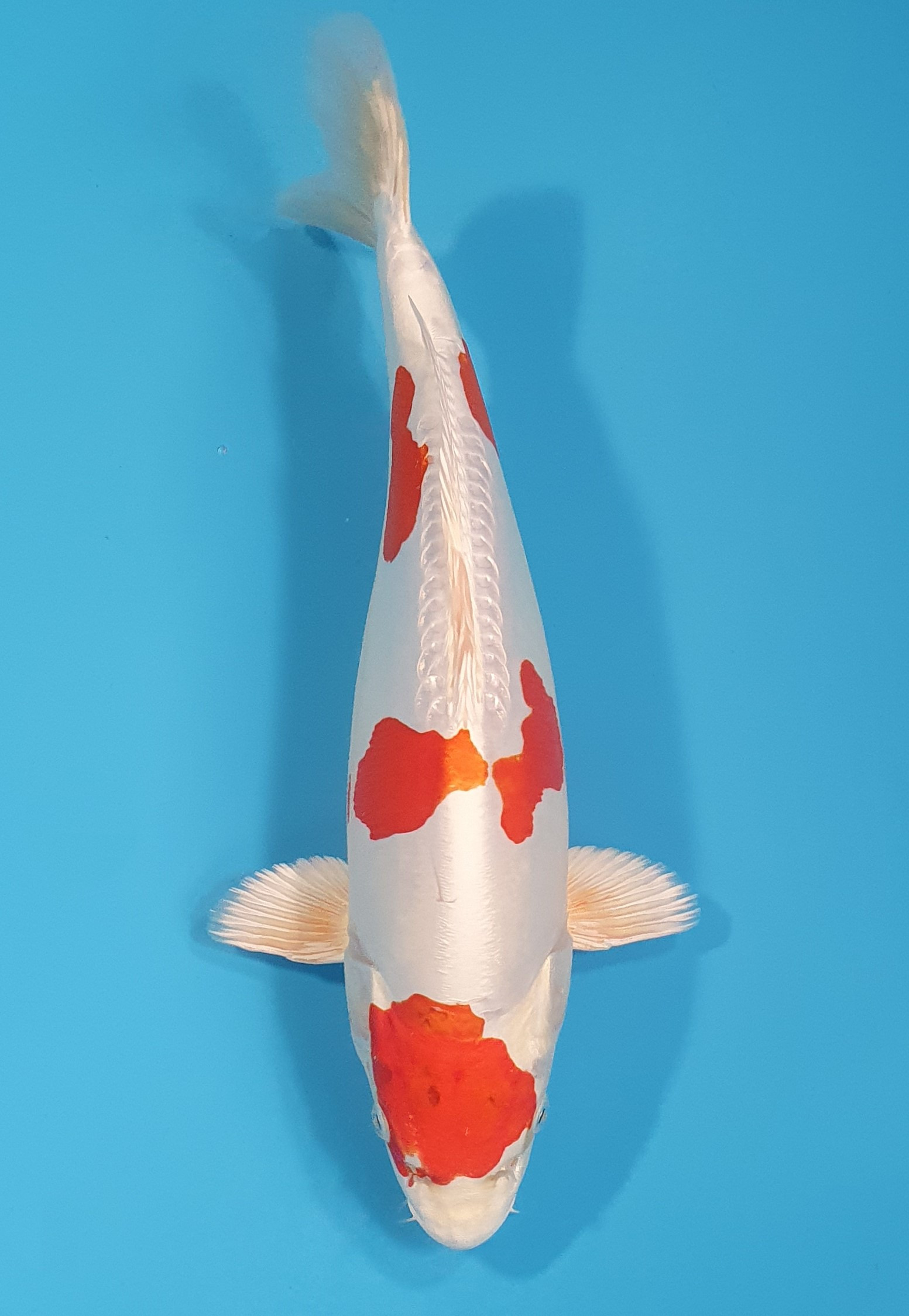Kikusui