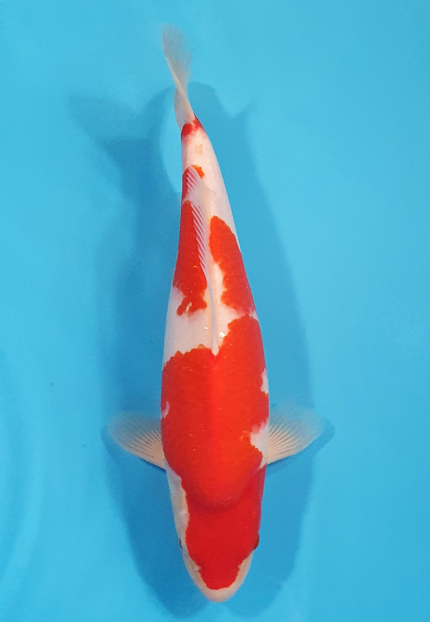Kohaku