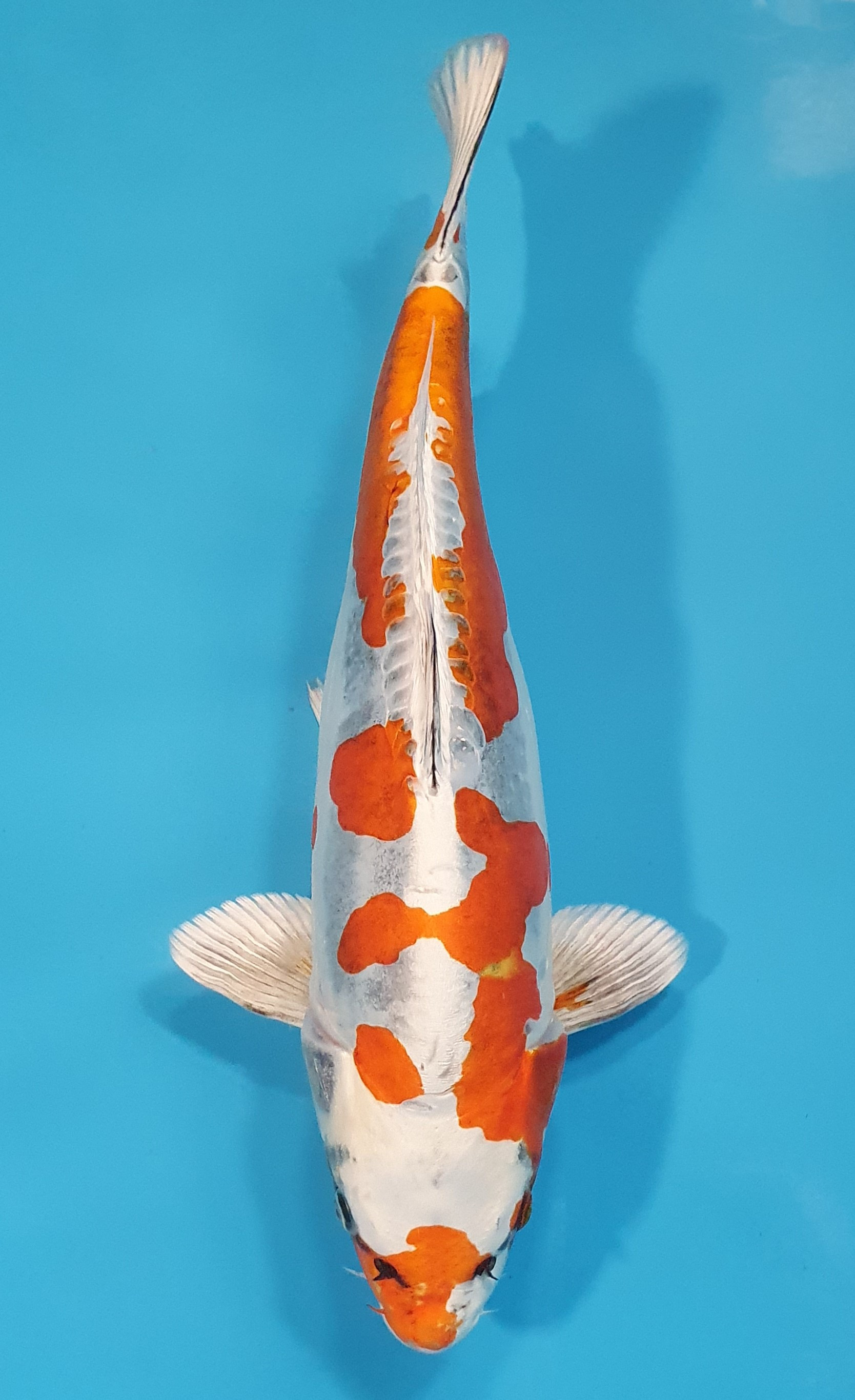 Beni Kikokuryu