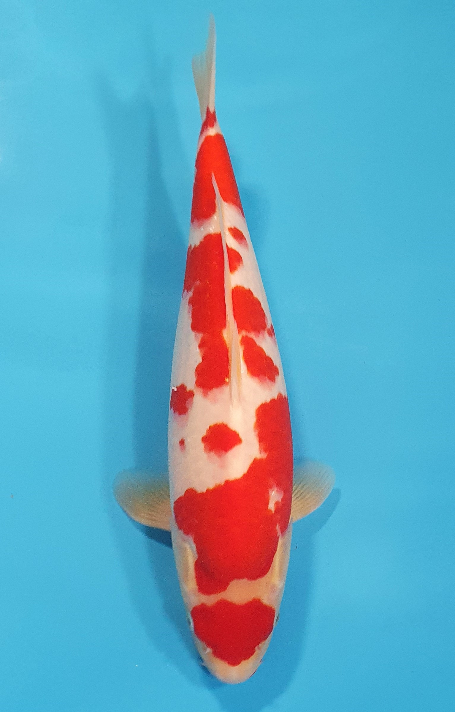 Maruten Kohaku 