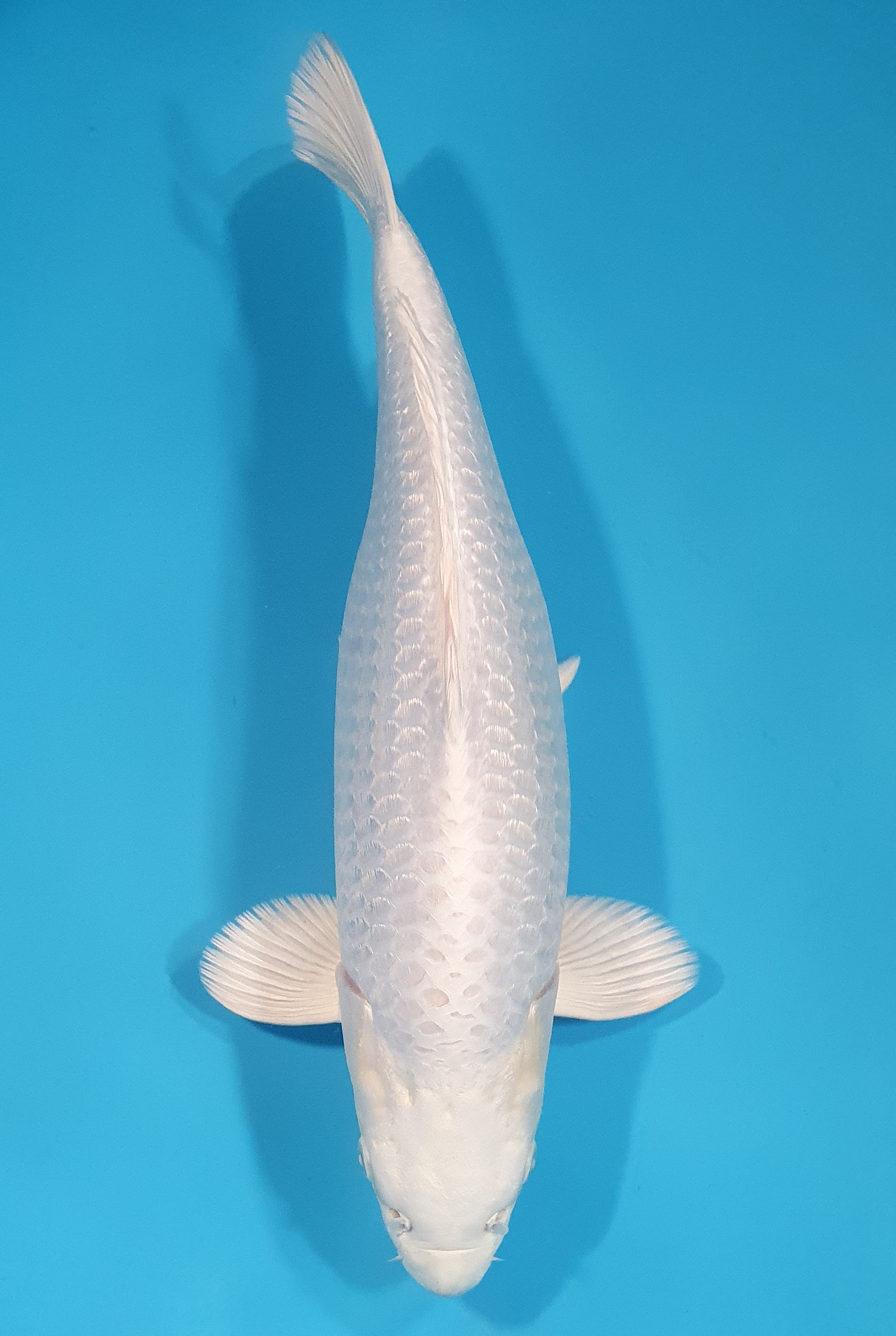 Ginrin Purachina