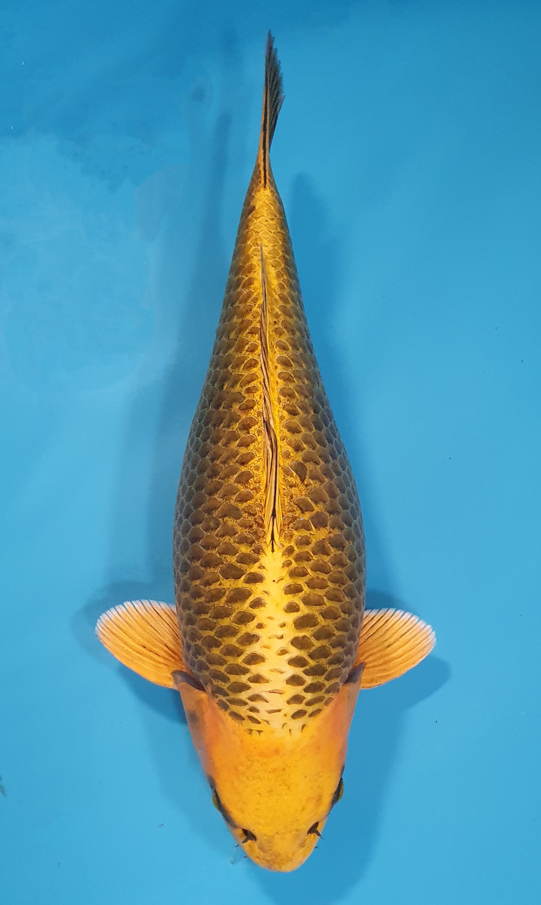Botan Lignée Dainichi
