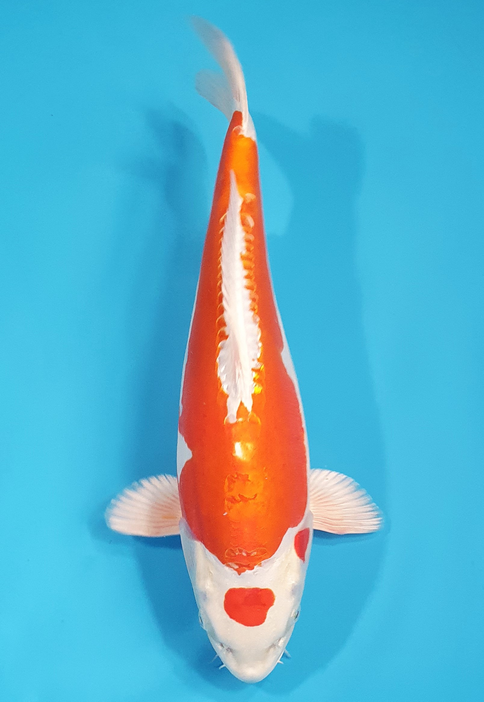 Maruten Kikusui 