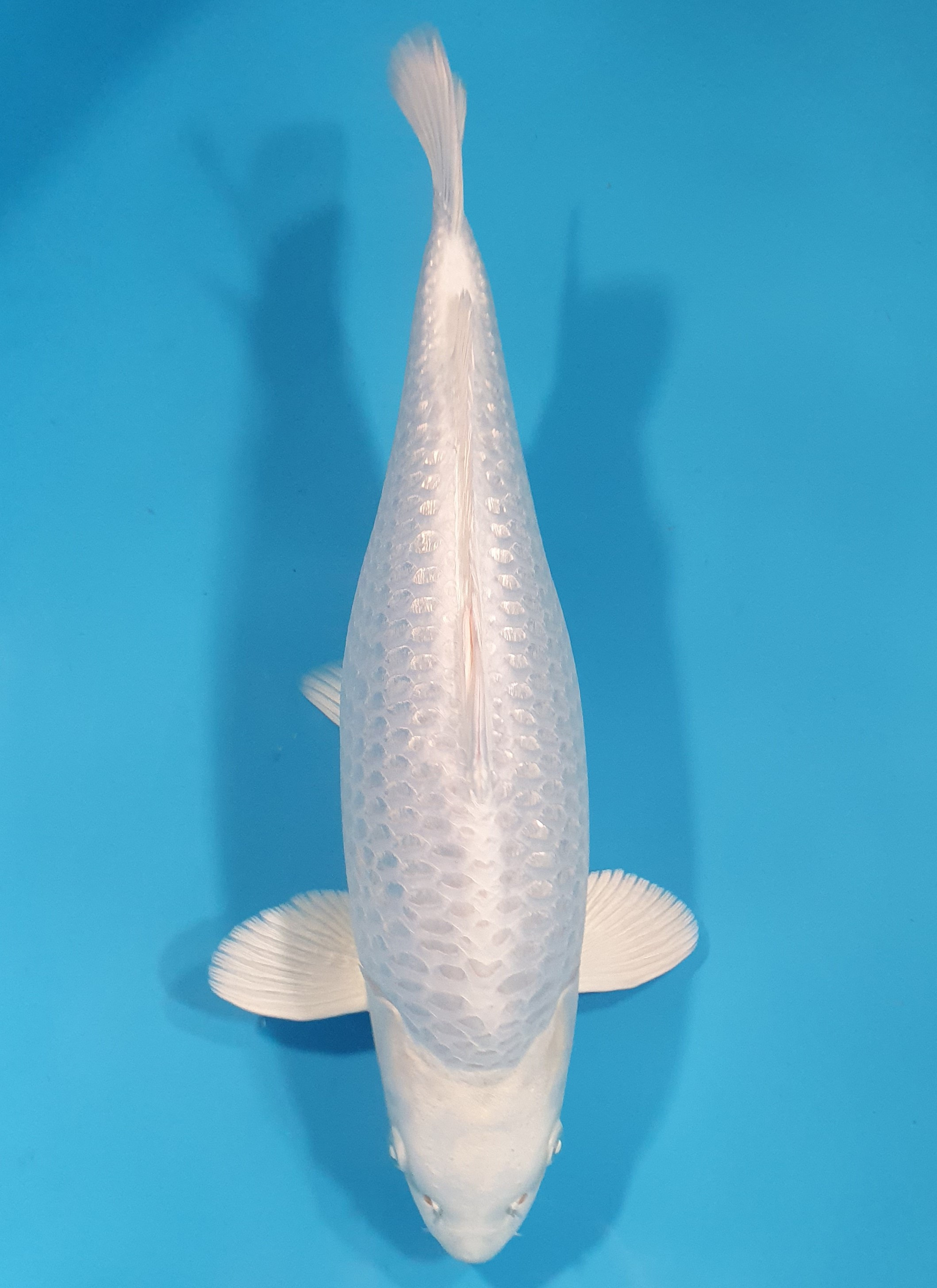 Ginrin Purachina