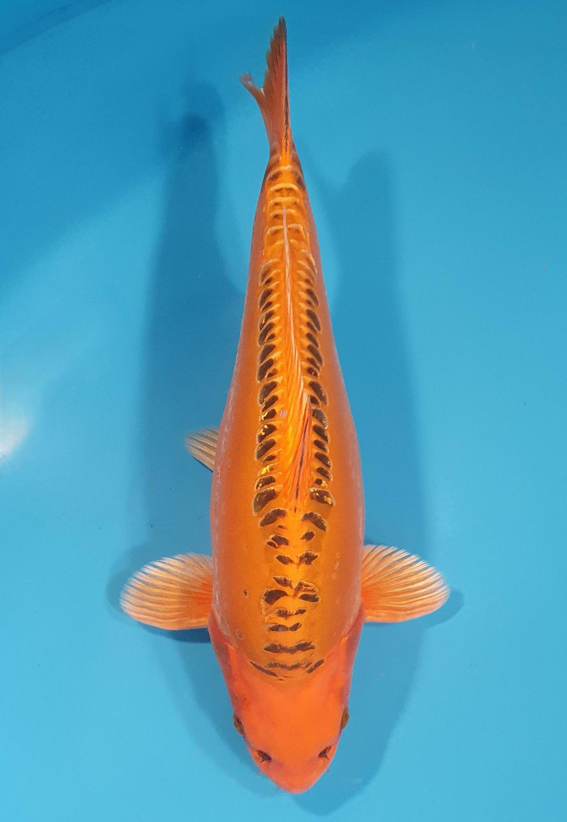 Mizuho