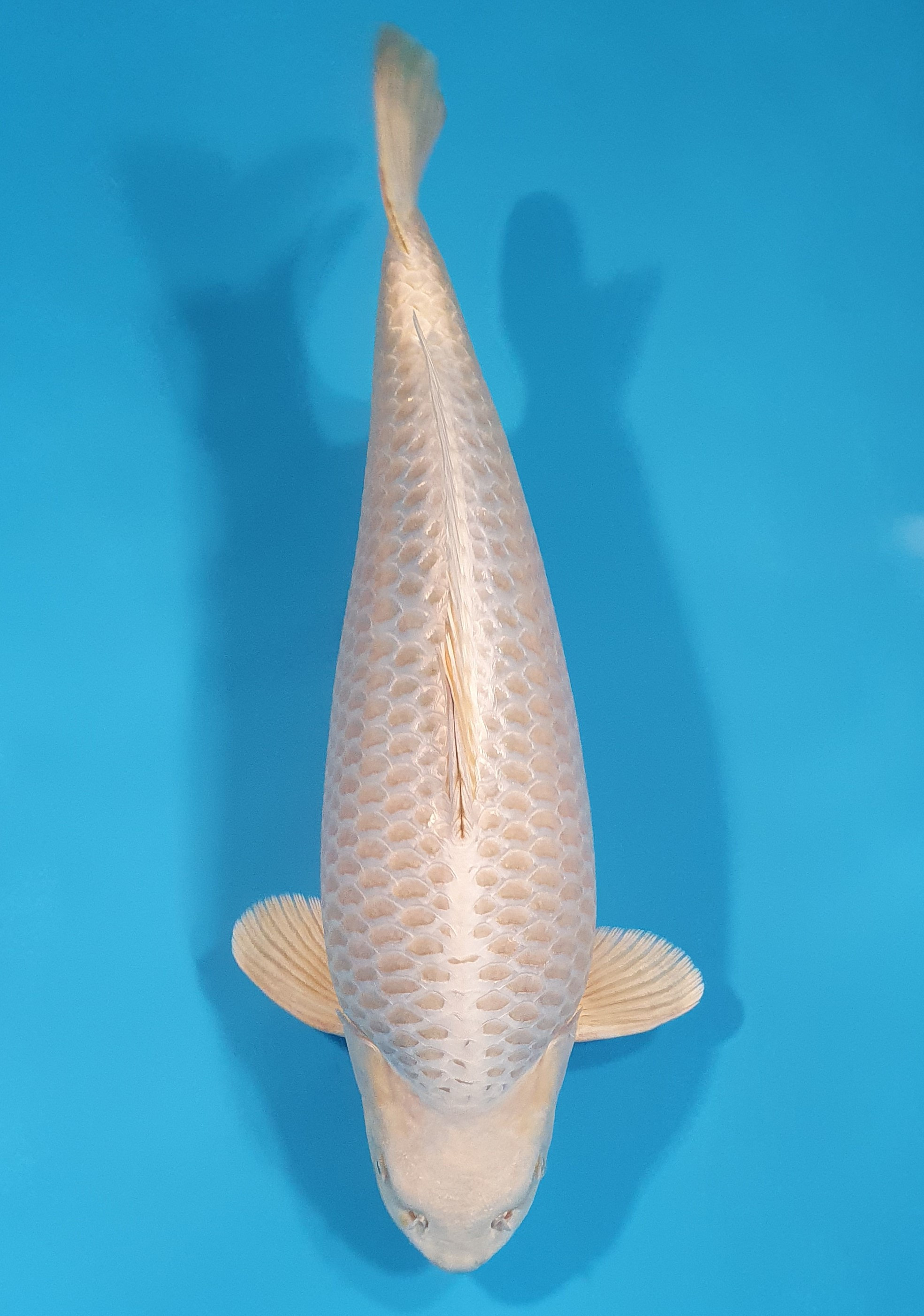 Mukashi Lignée Dainichi