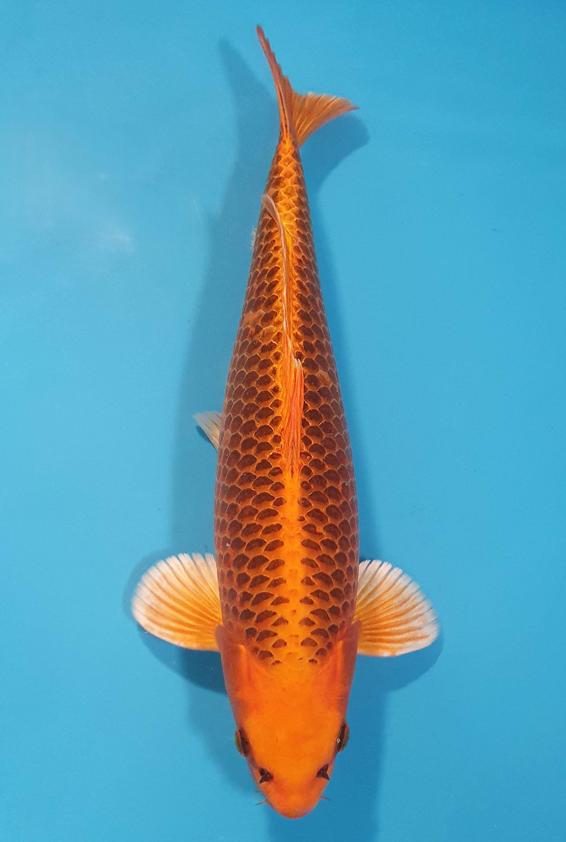Kin Matsuba