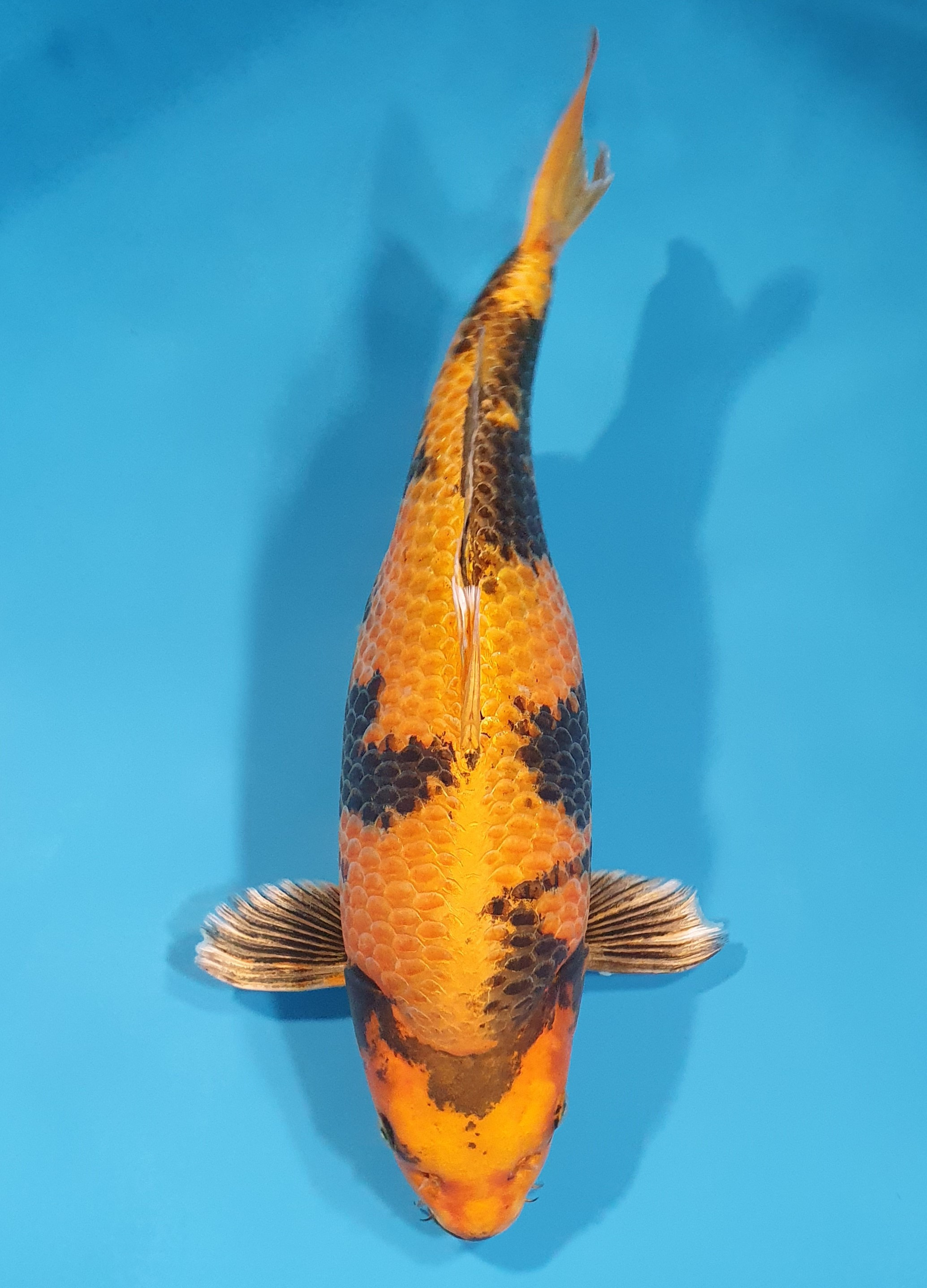 Kin Ki Utsuri 