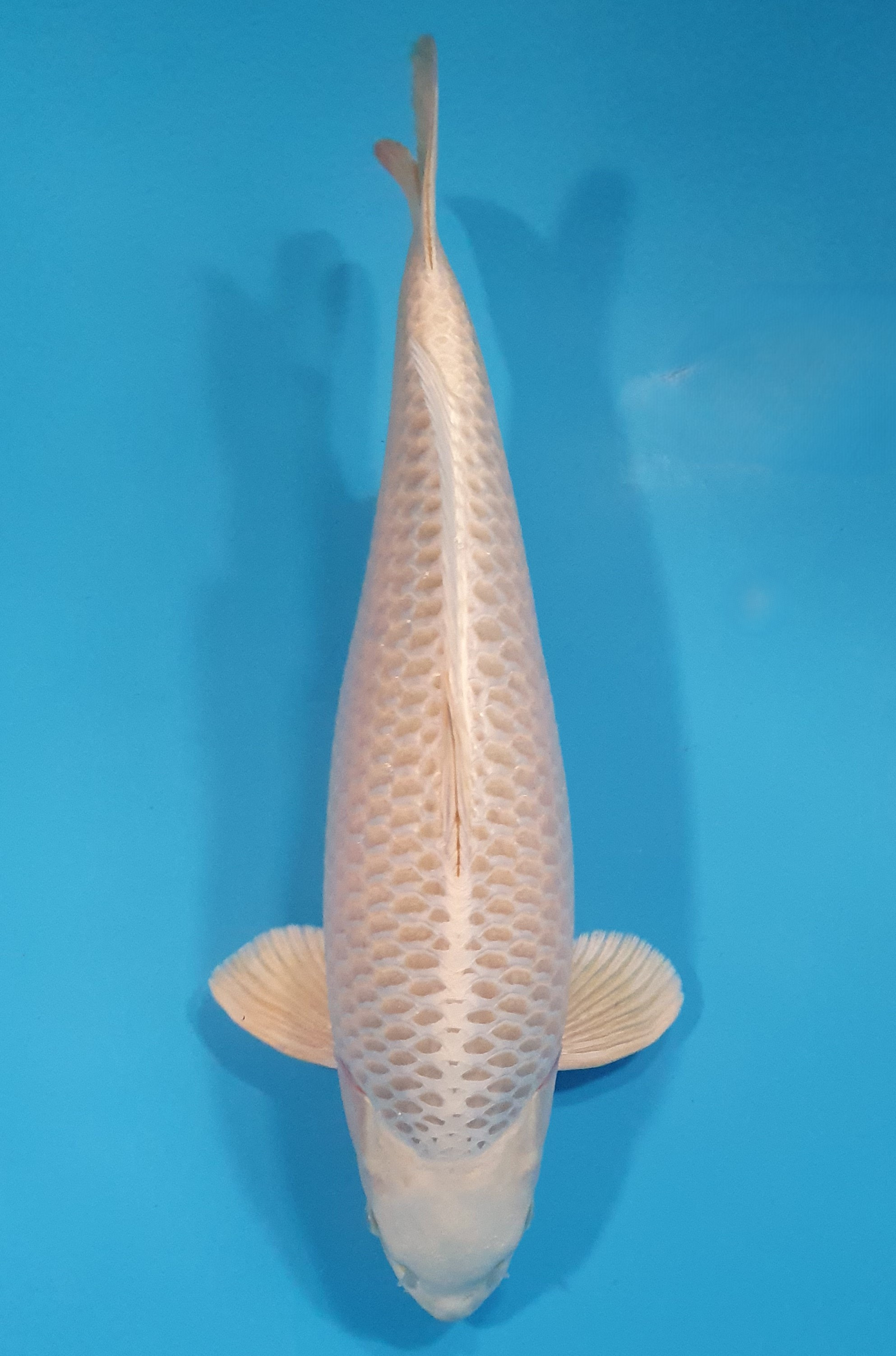 Mukashi Lignée Dainichi 
