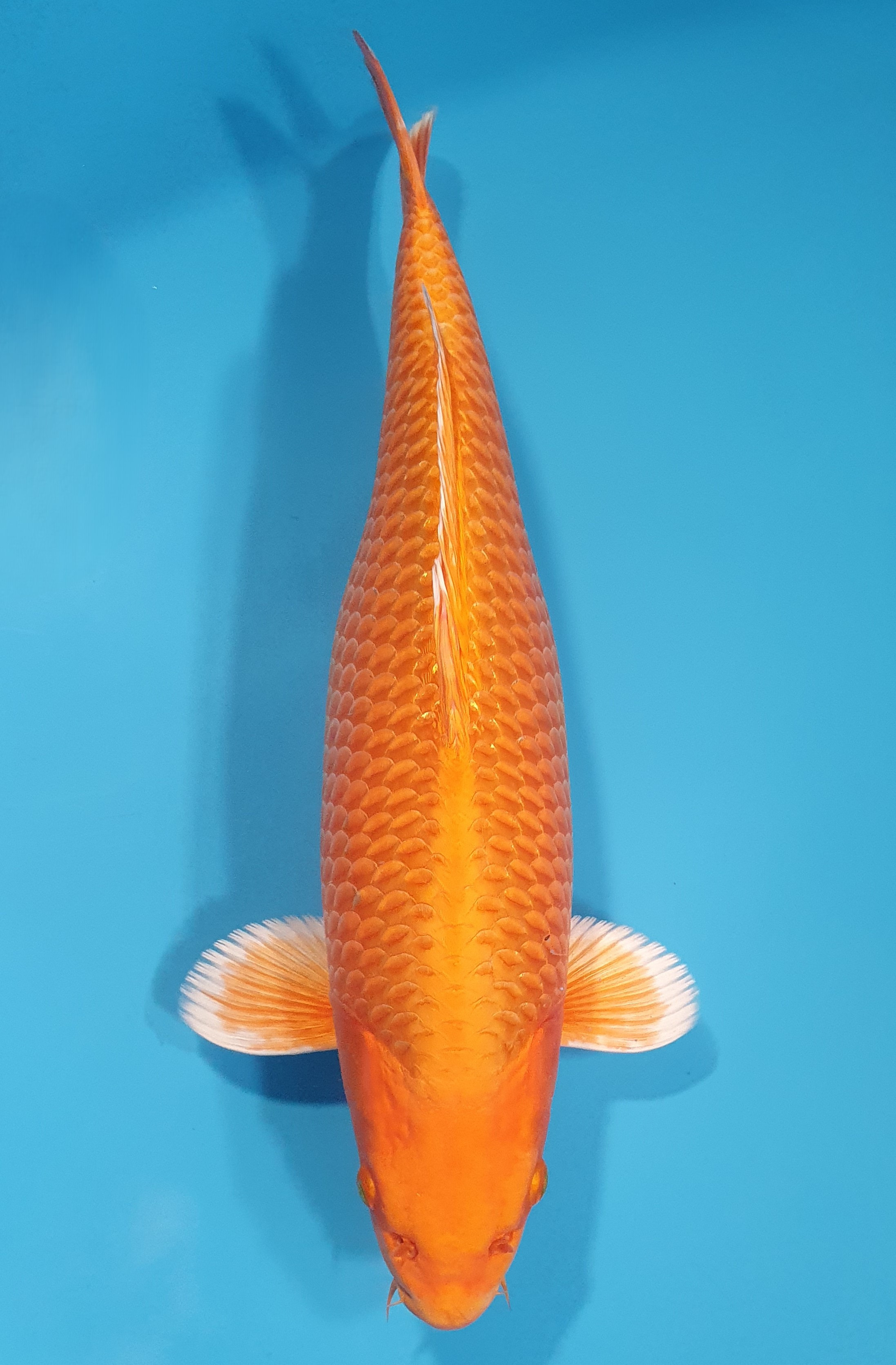 Orenji
