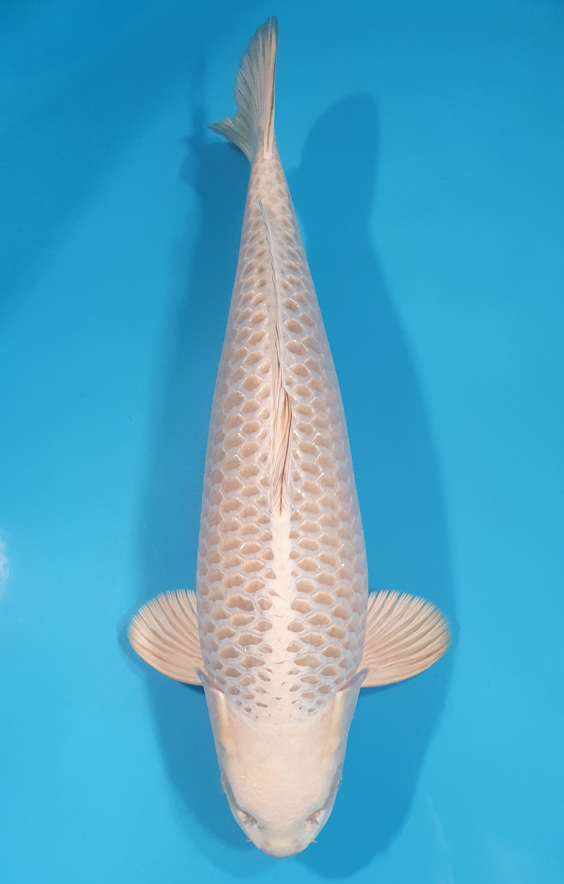 Mukashi Lignée Dainichi