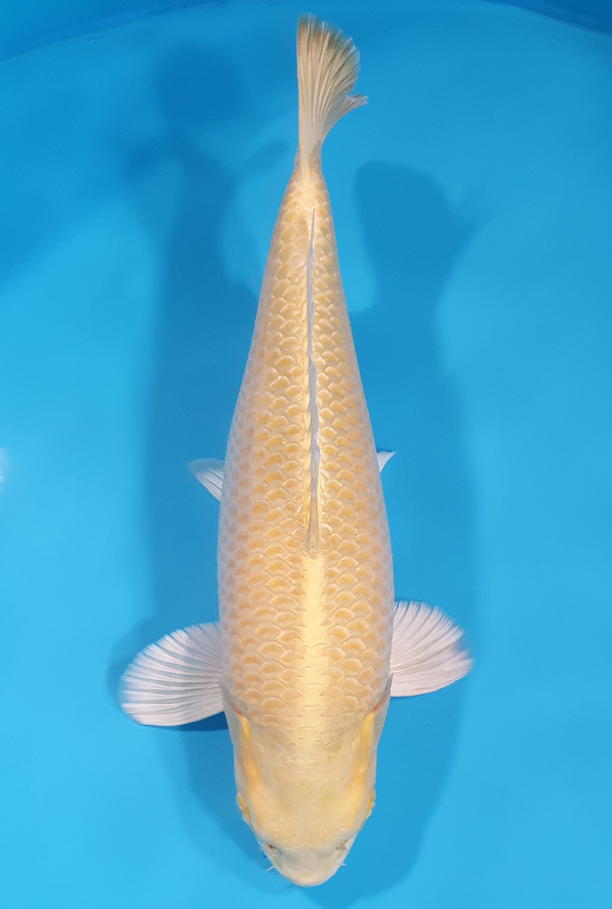 Yamabuki
