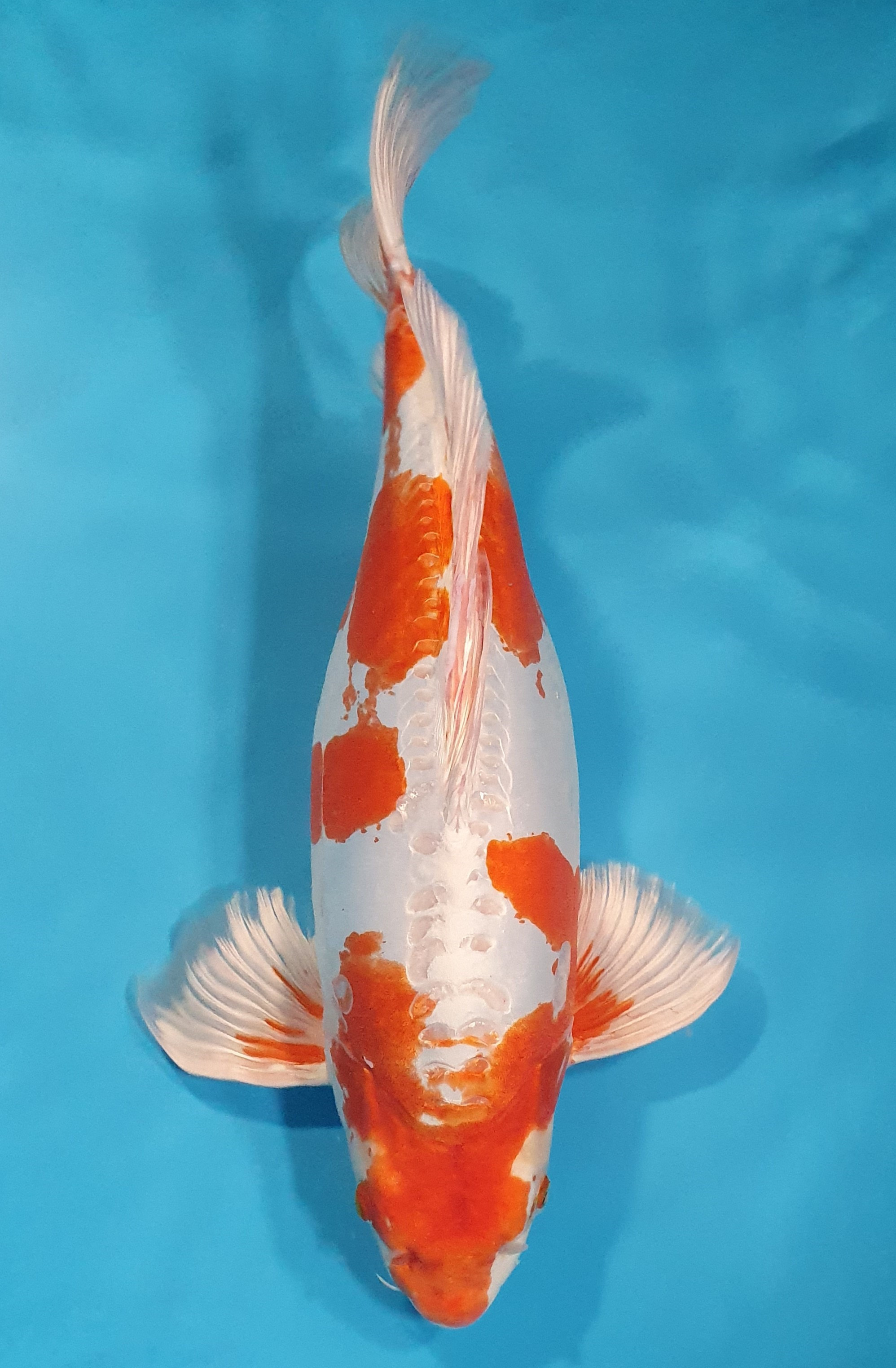 Kikusui Voile