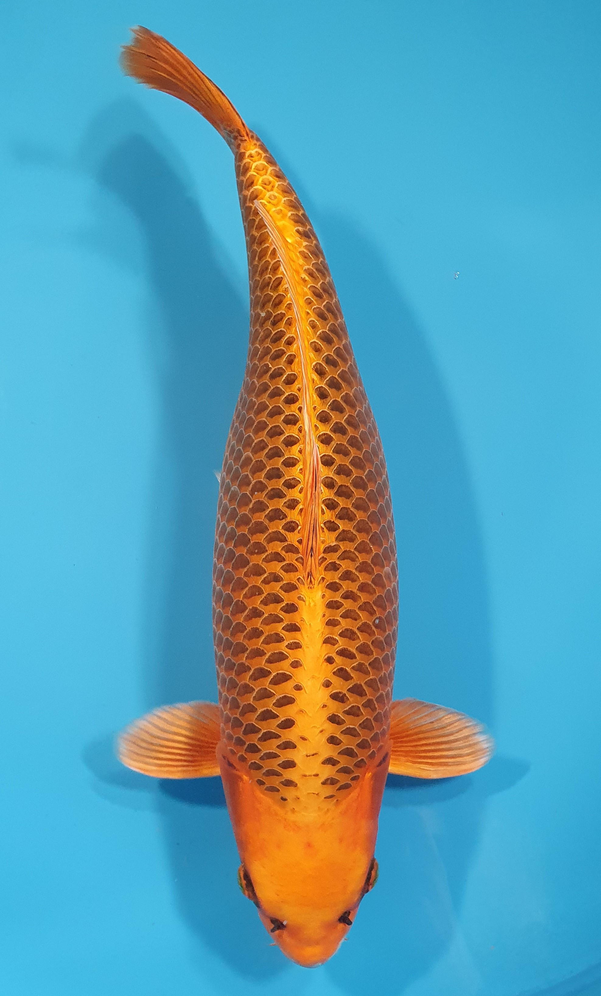 Kin Matsuba 