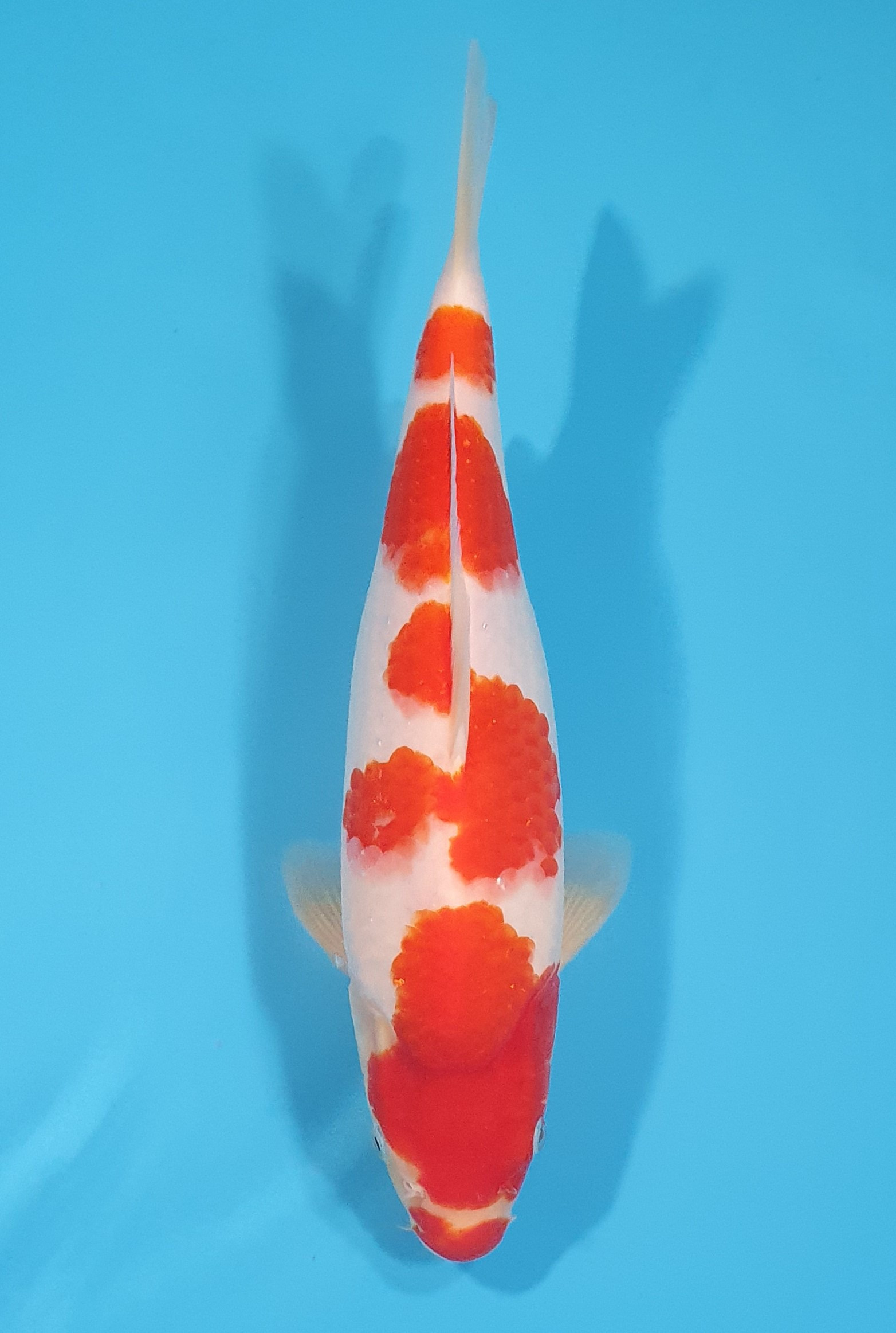 Kohaku