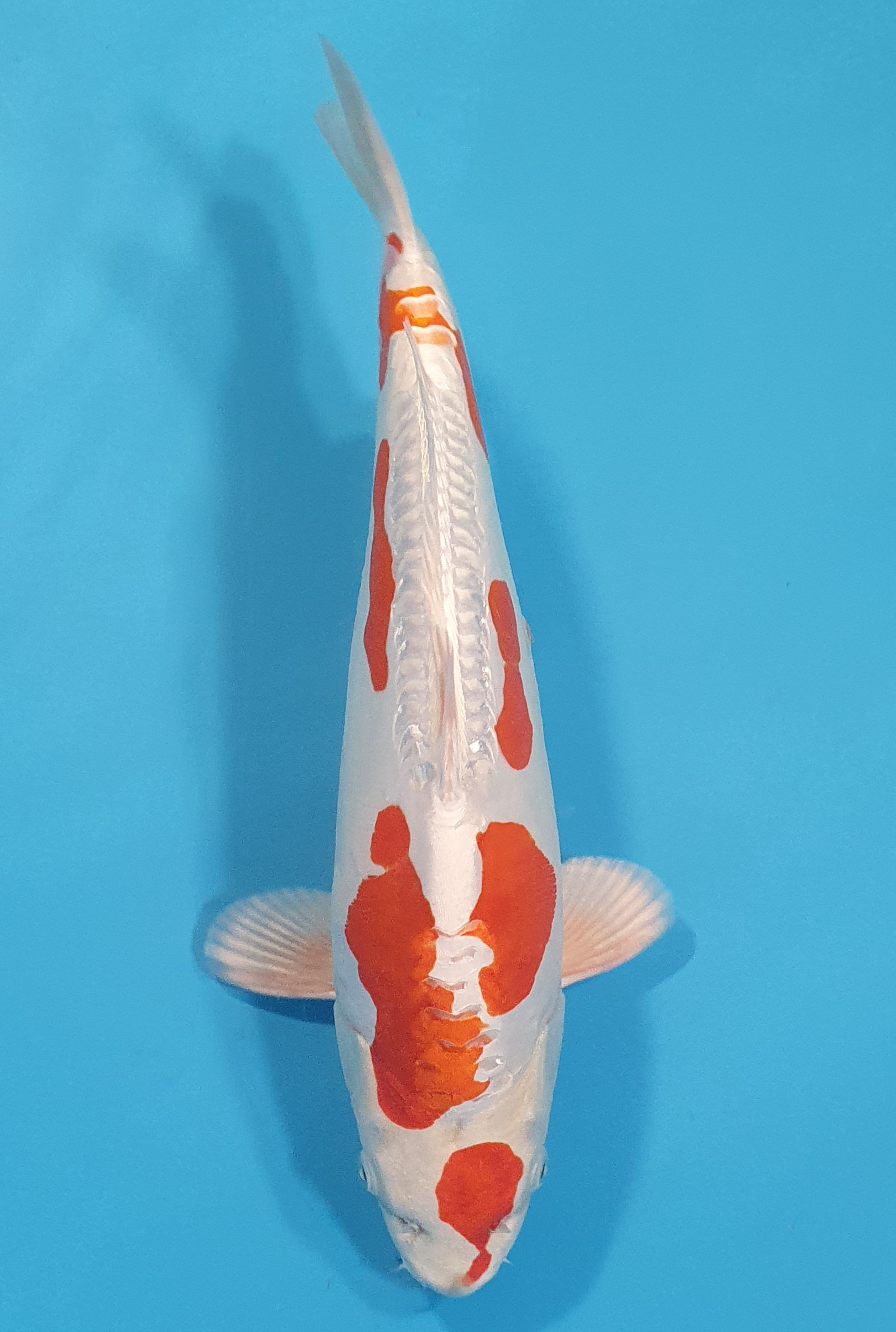 Kikusui