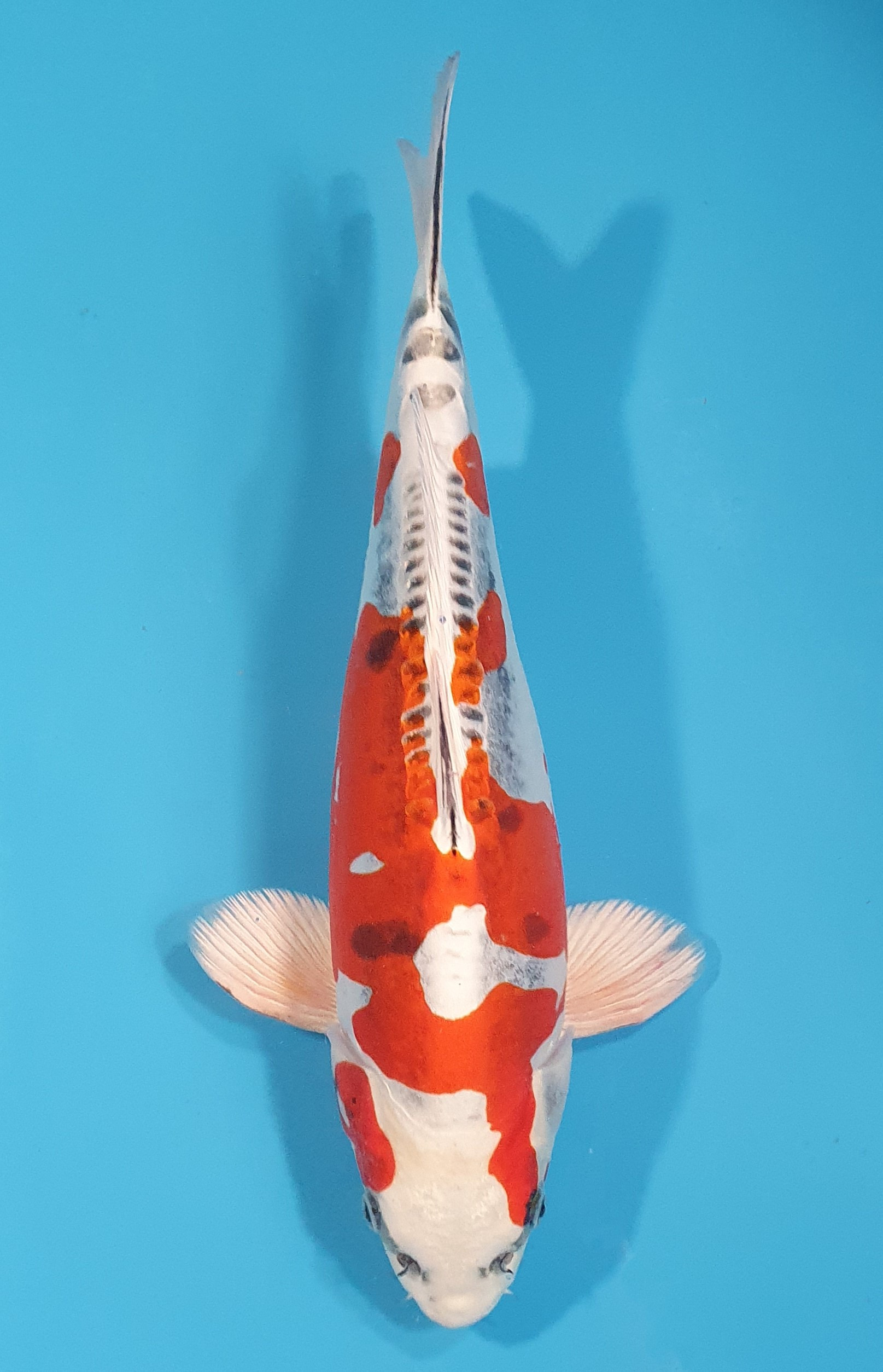 Beni Kikokuryu