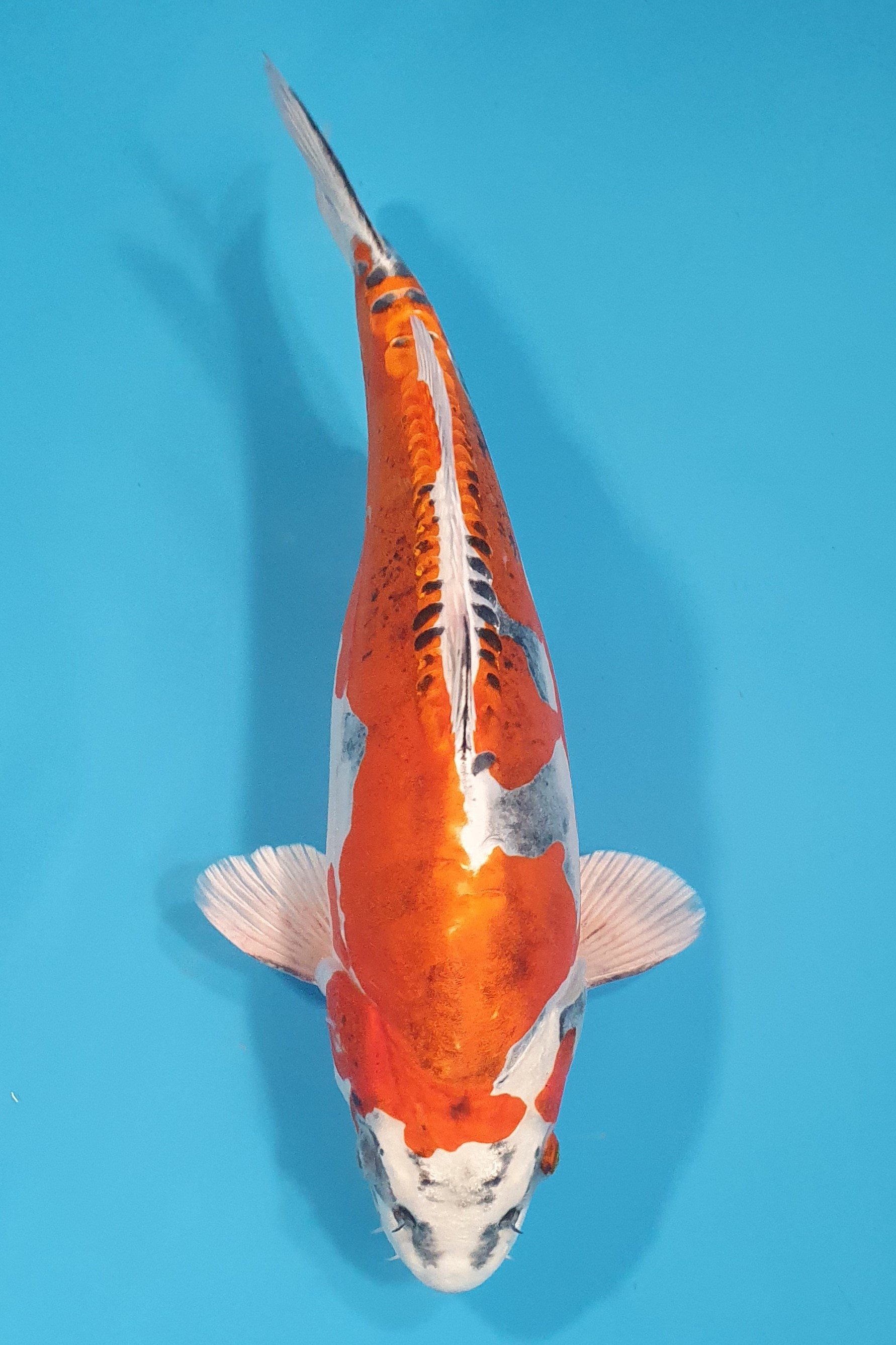 Beni Kikokuryu