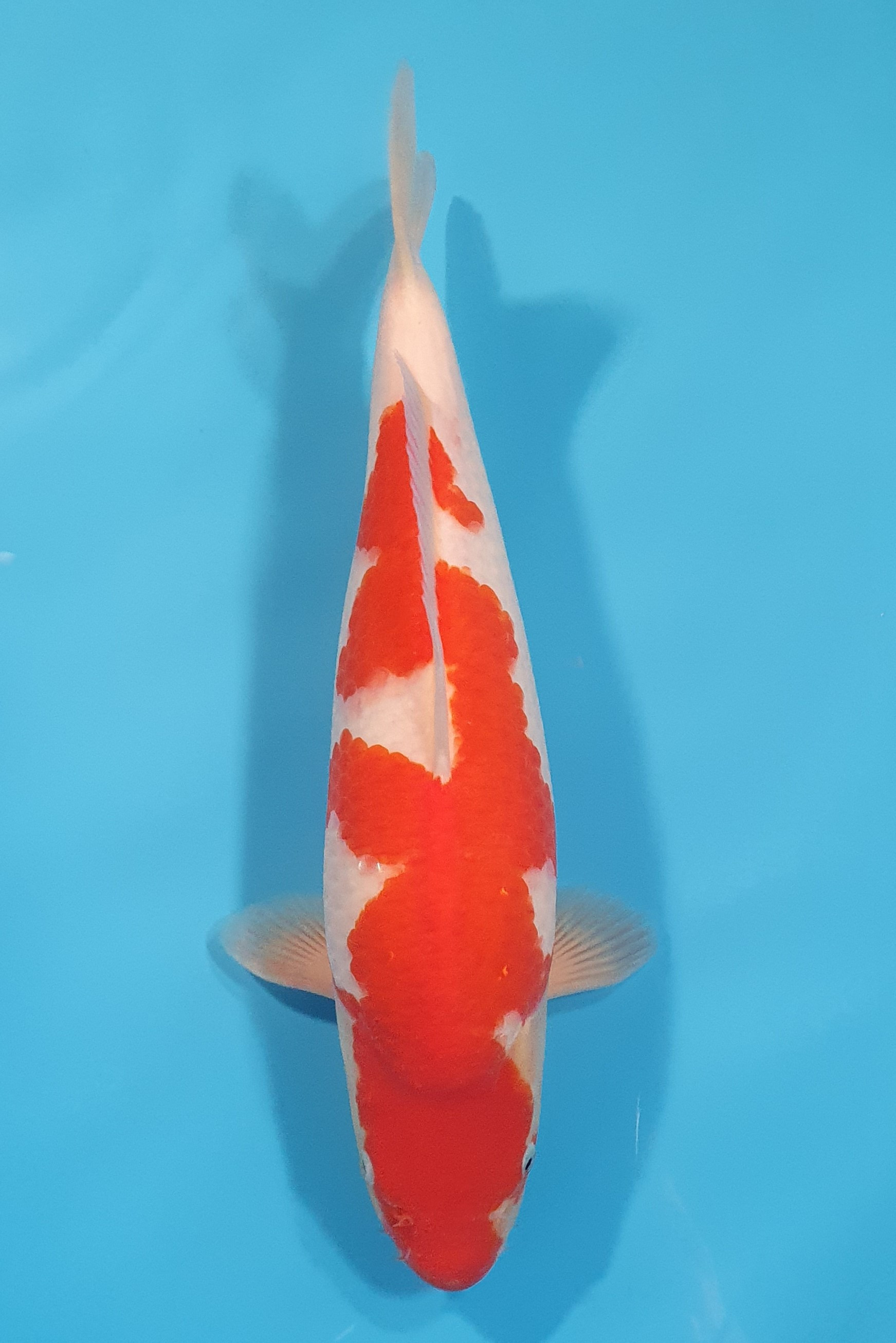 Kohaku