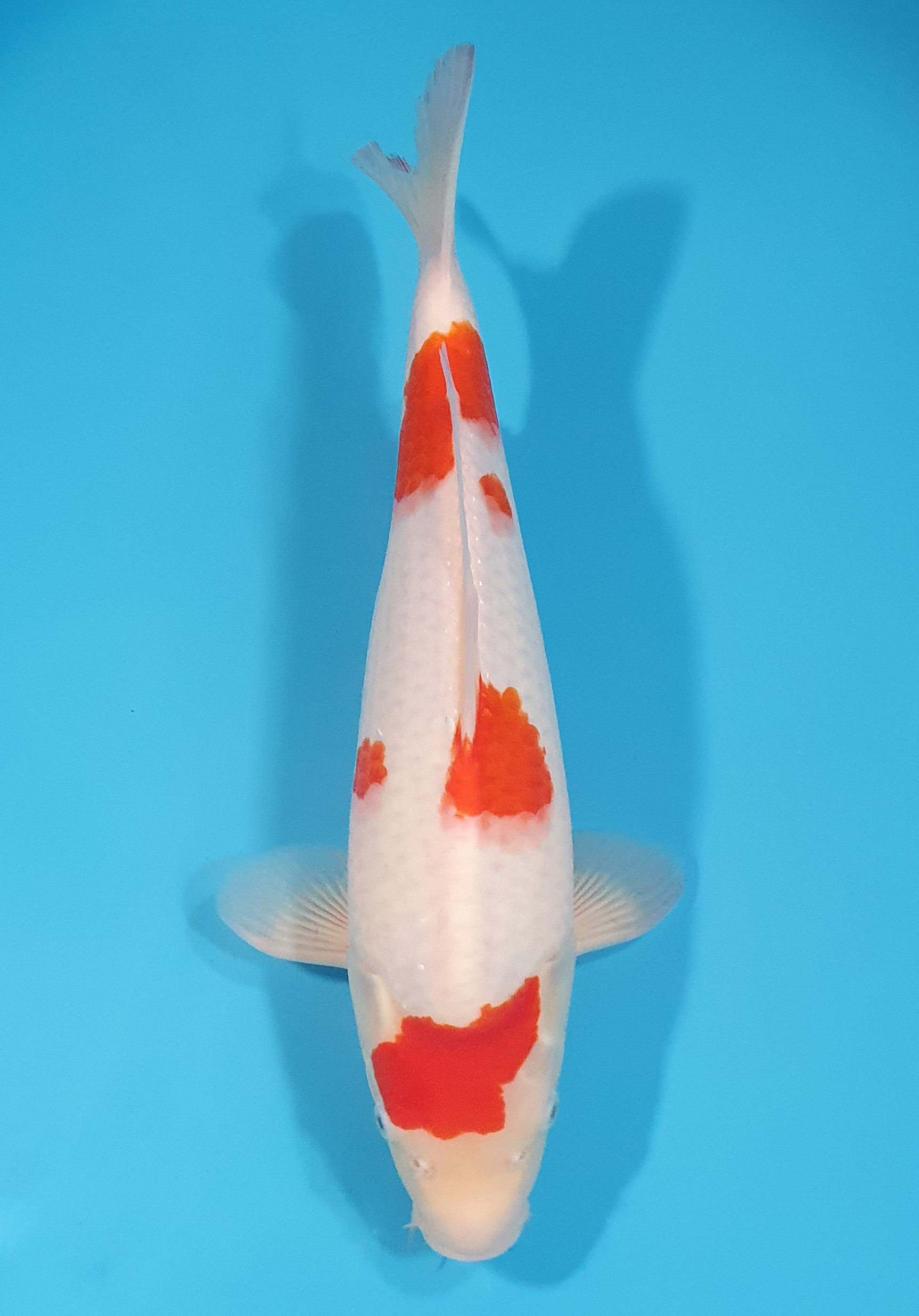 Kohaku 
