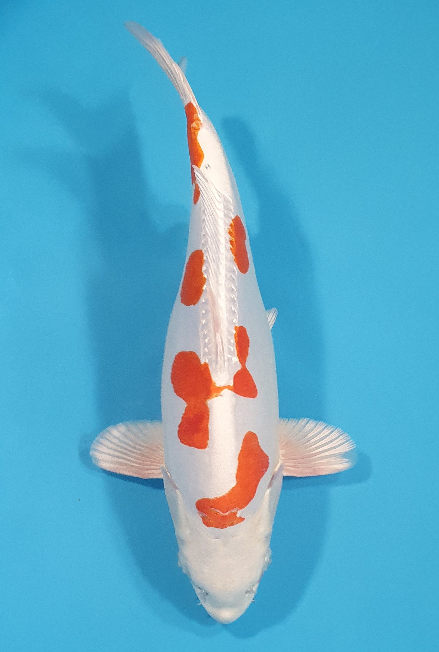 Kikusui