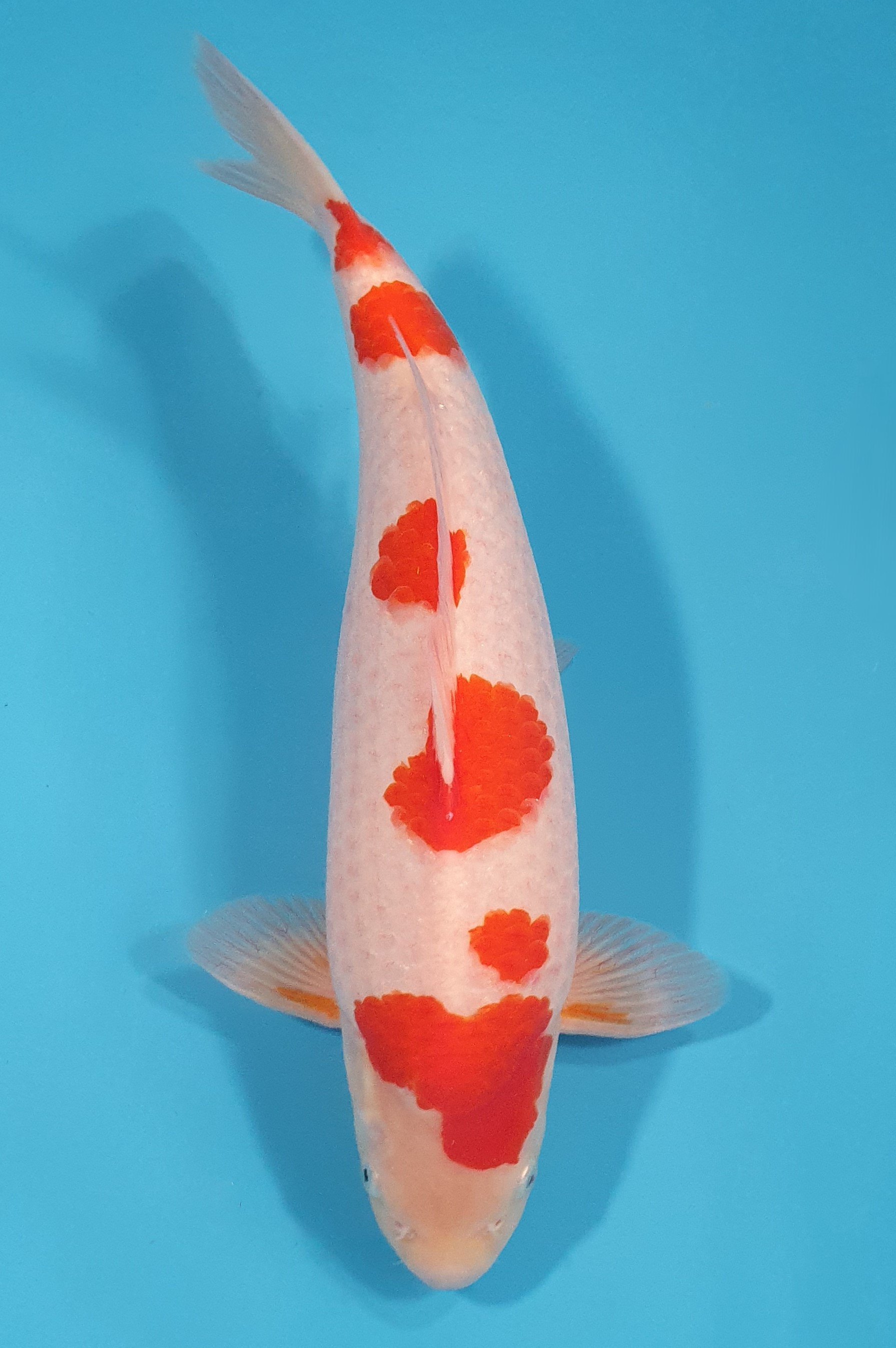 Kohaku