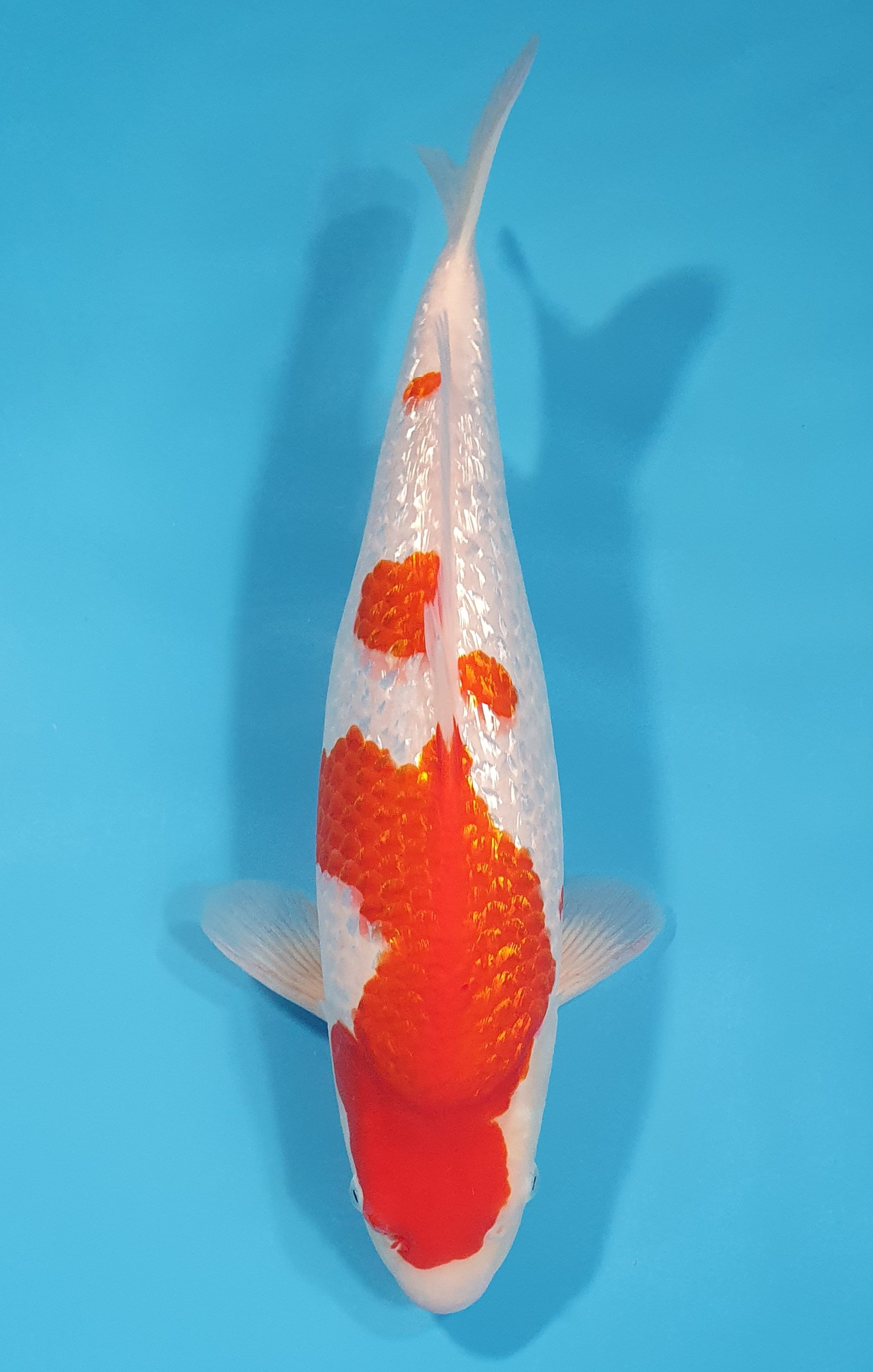 Ginrin Kohaku