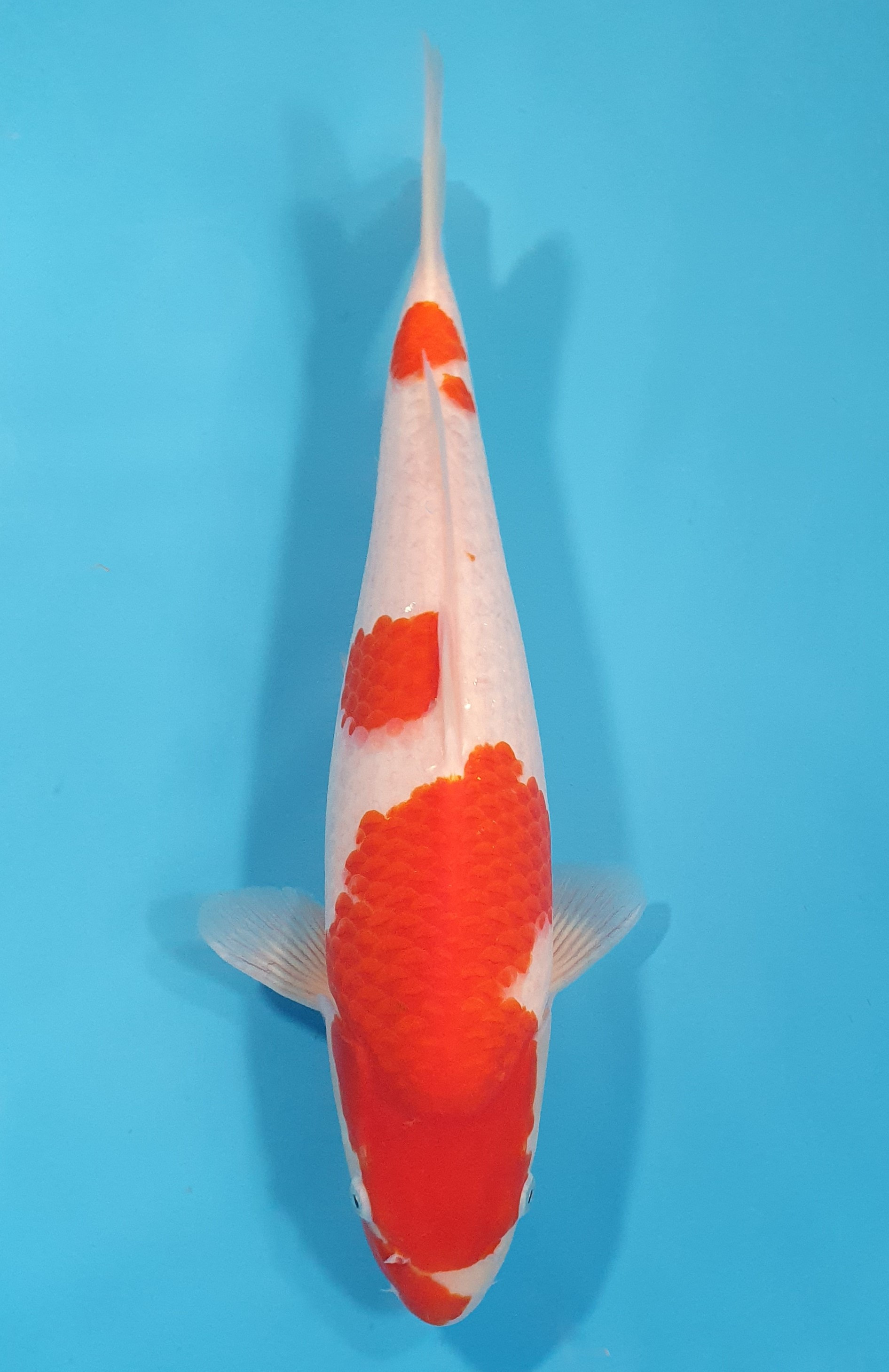 Kohaku