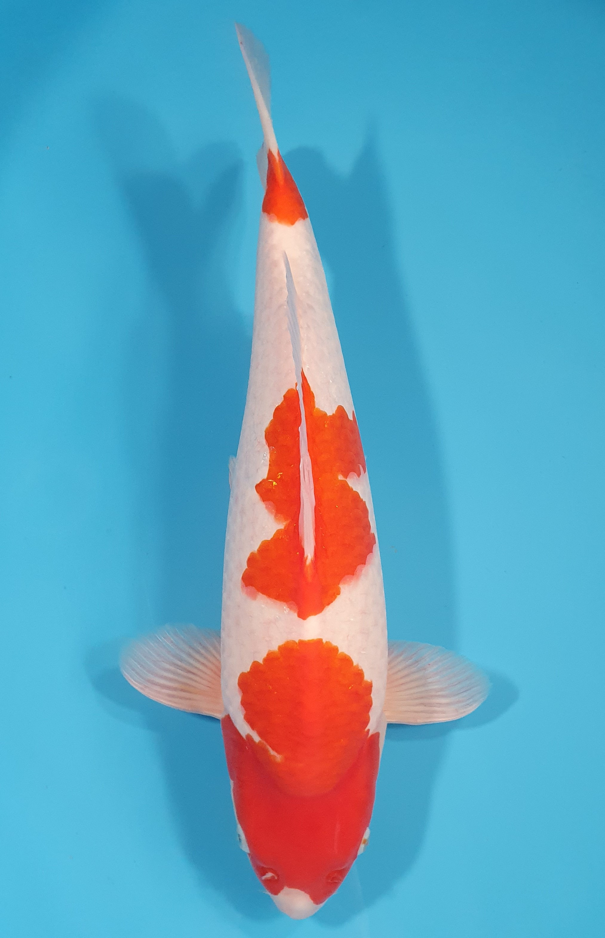 Kohaku