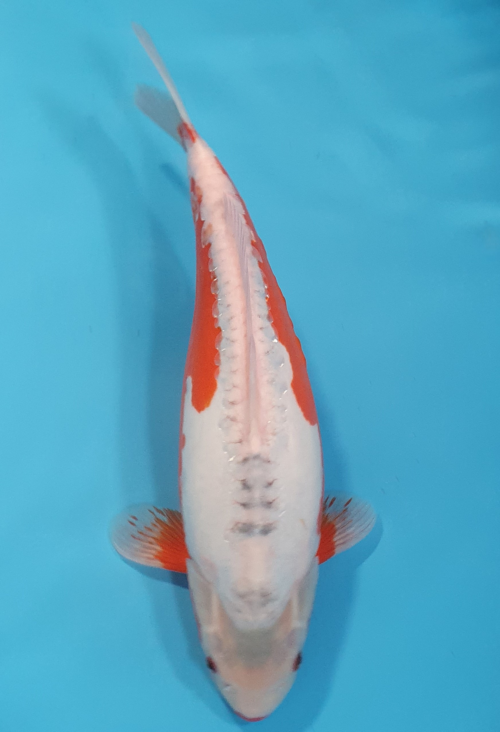 Shusui