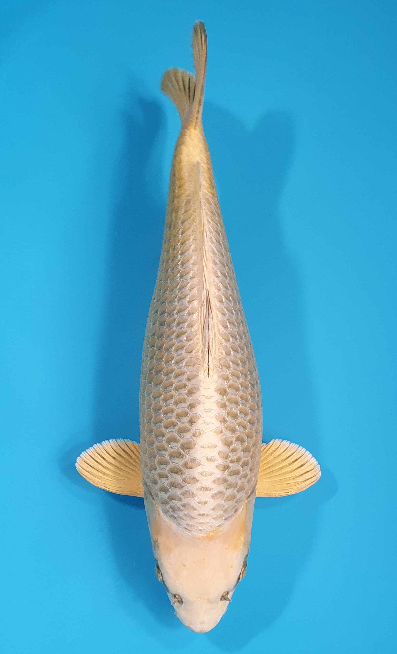 Botan Lignée Dainichi