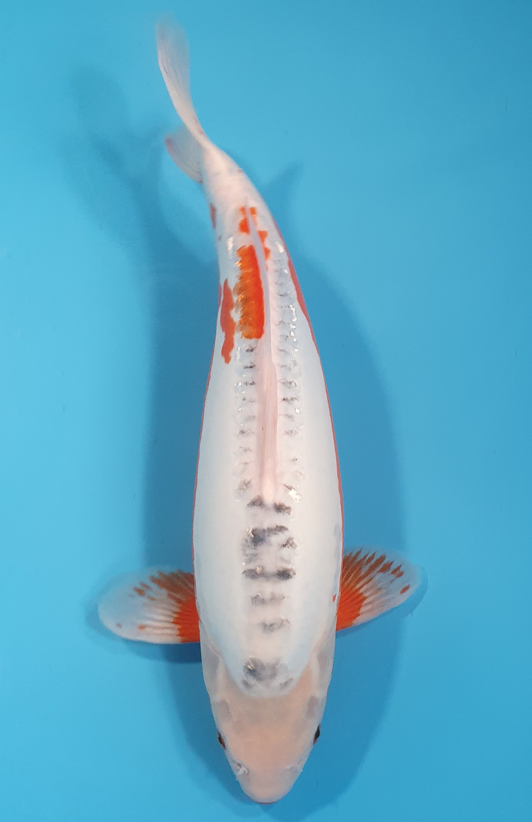 Shusui
