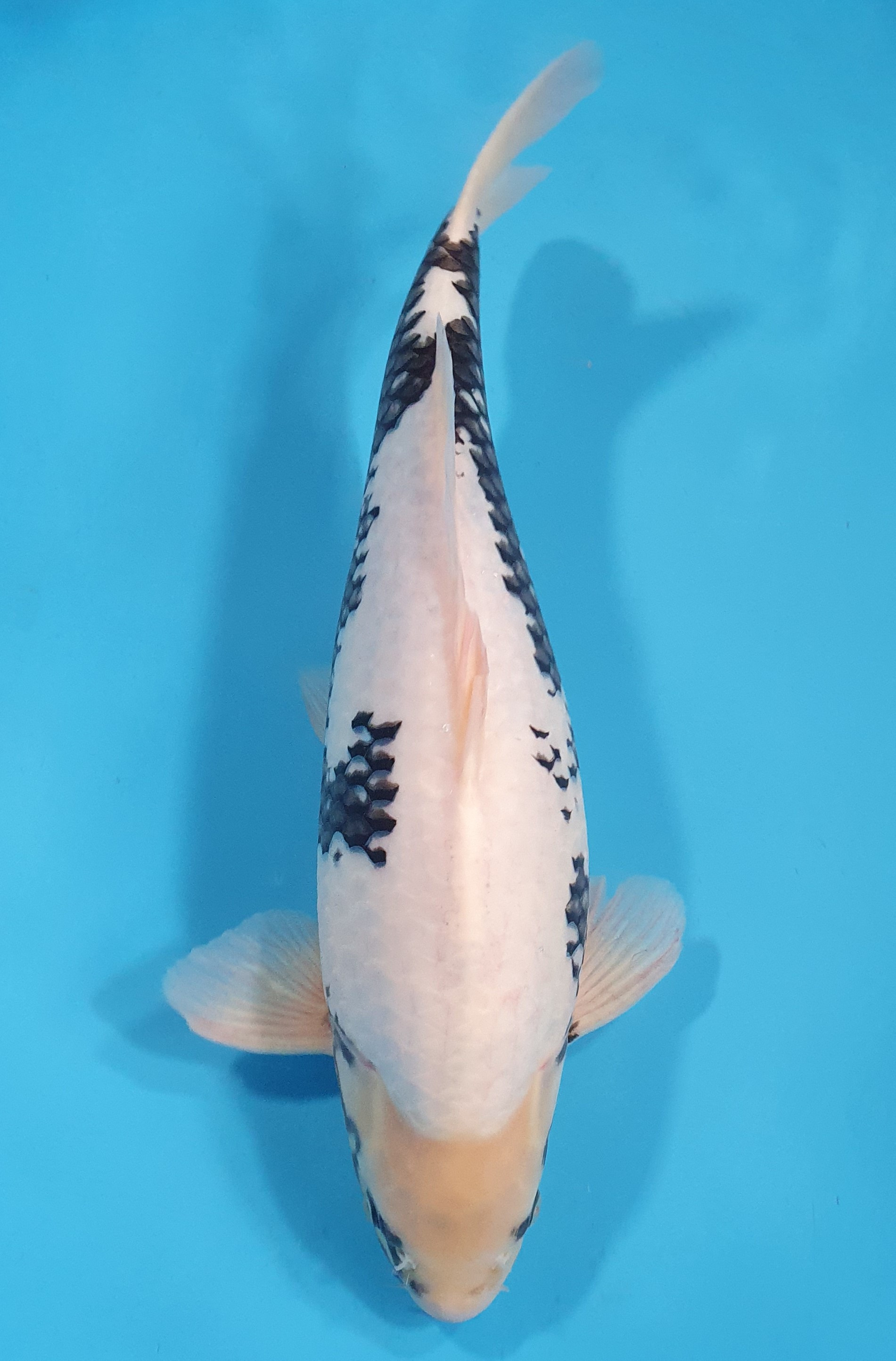 Matsukawabake