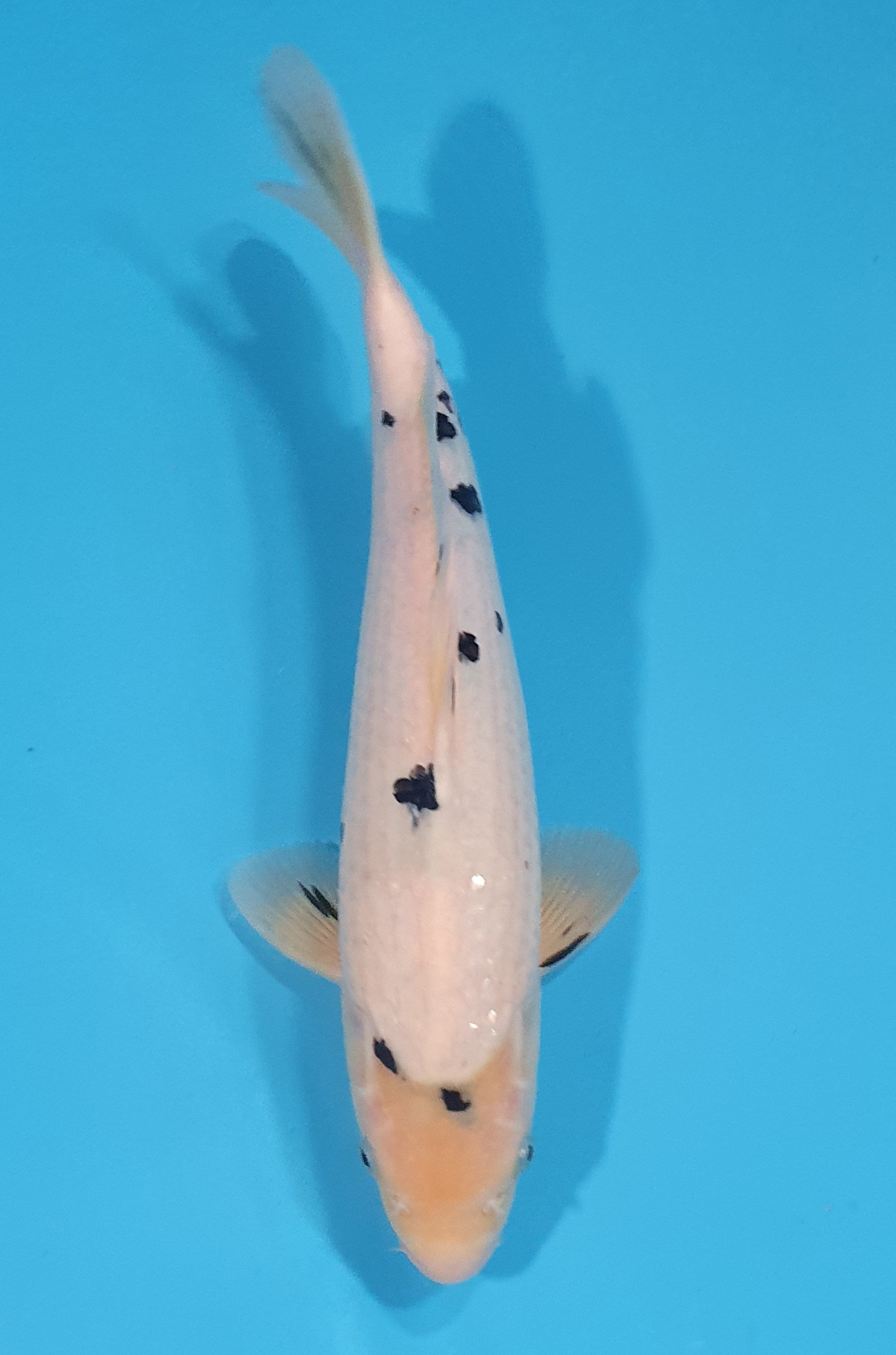 Bekko