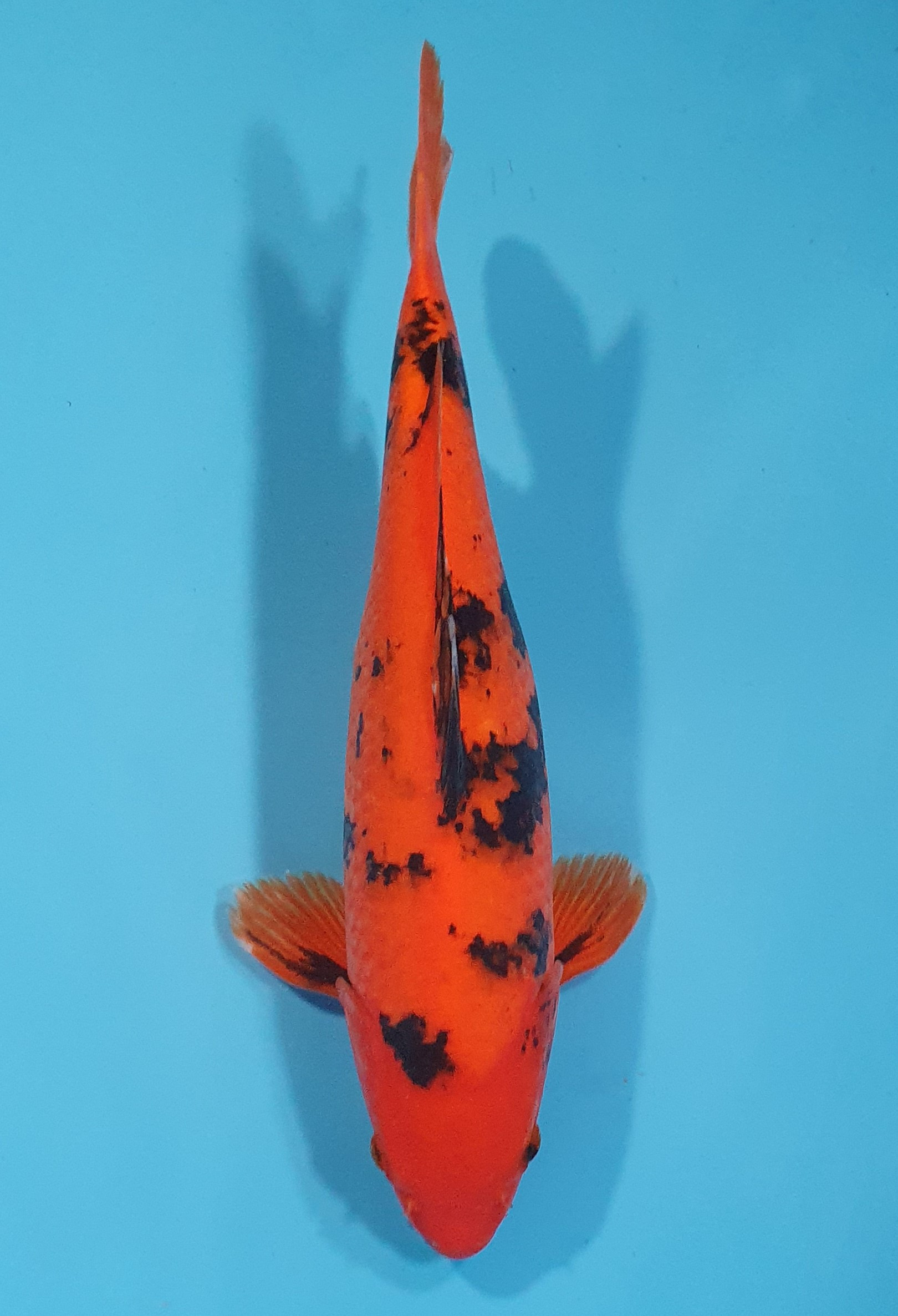 Hi Utsuri