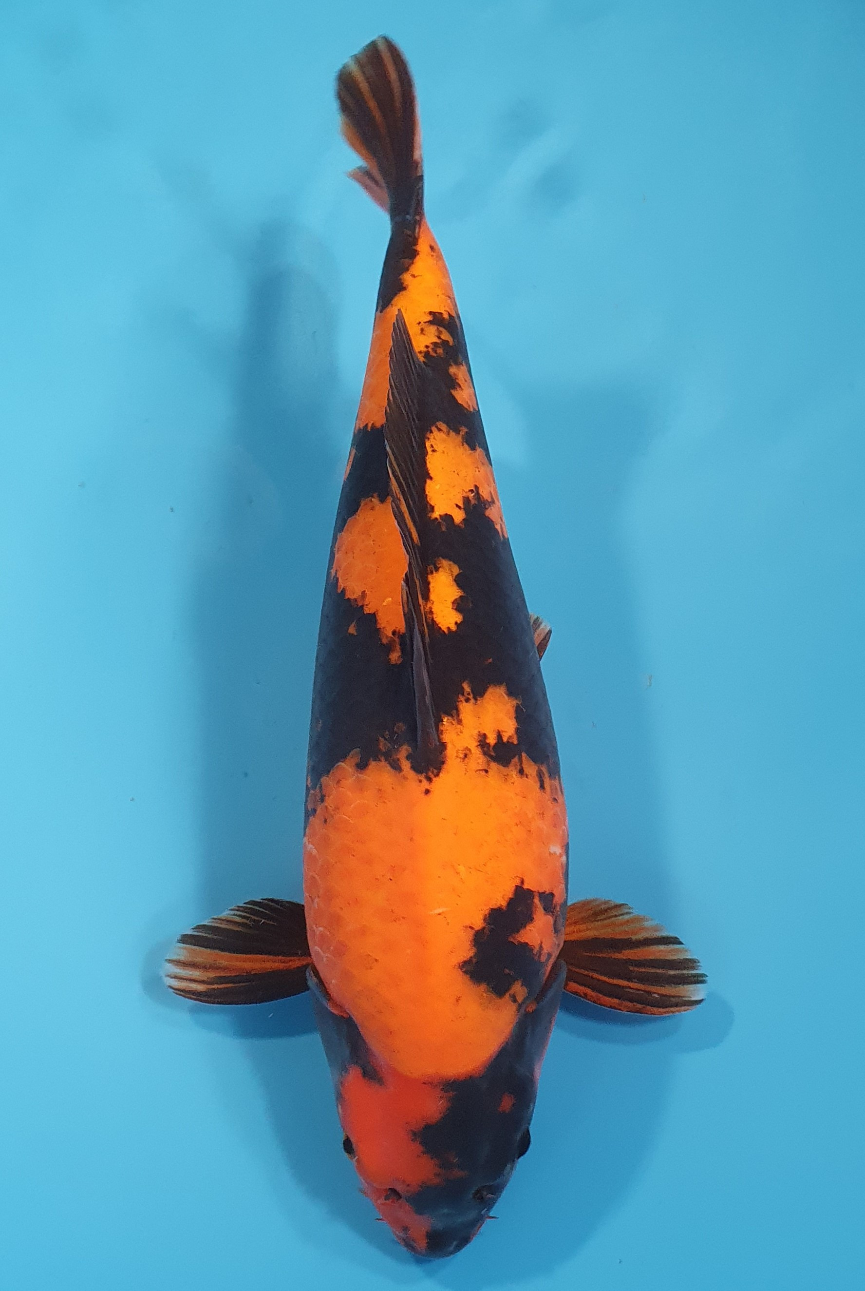 Hi Utsuri 