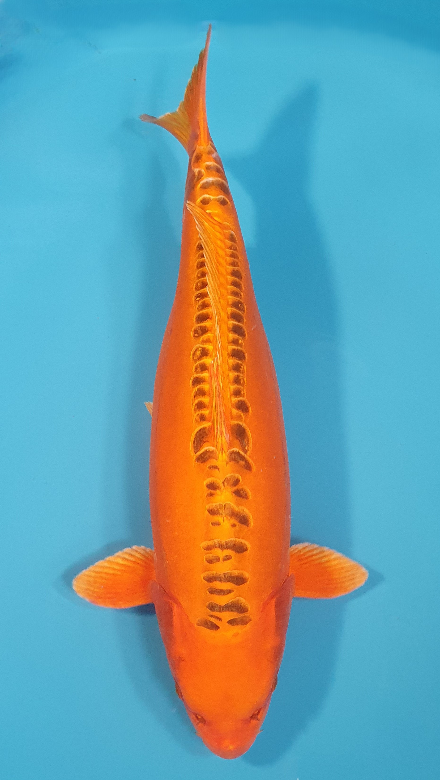 Mizuho