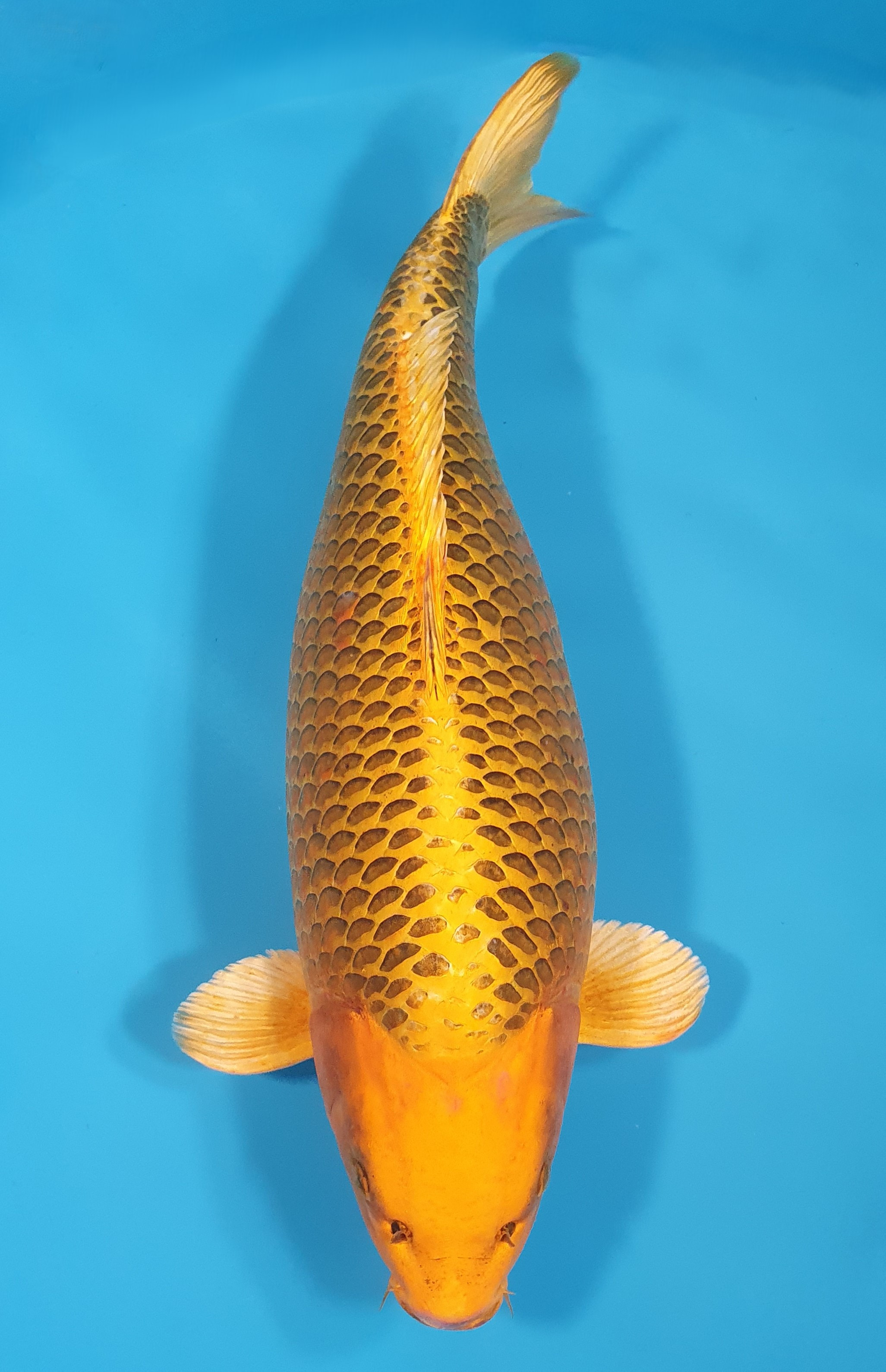 Kin Matsuba