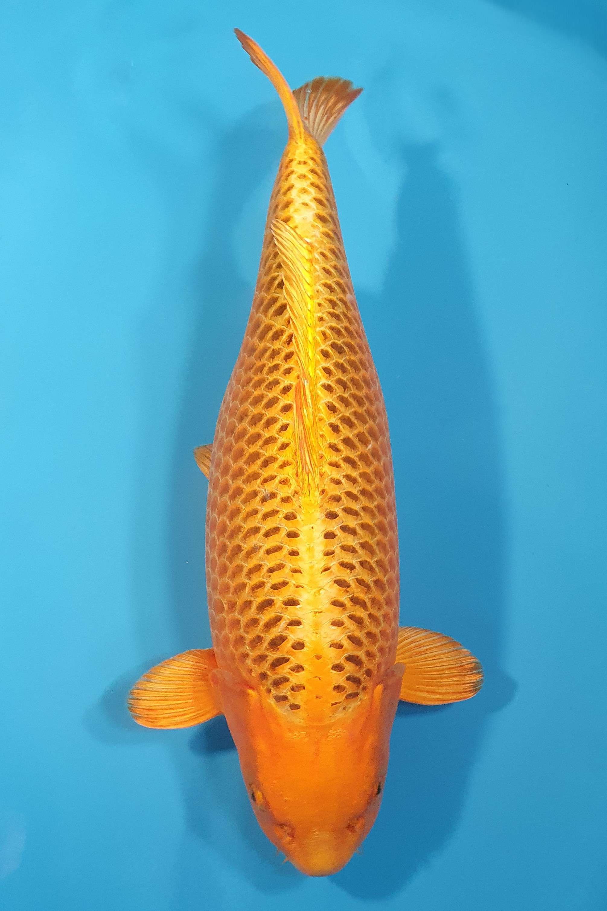 Kin Matsuba